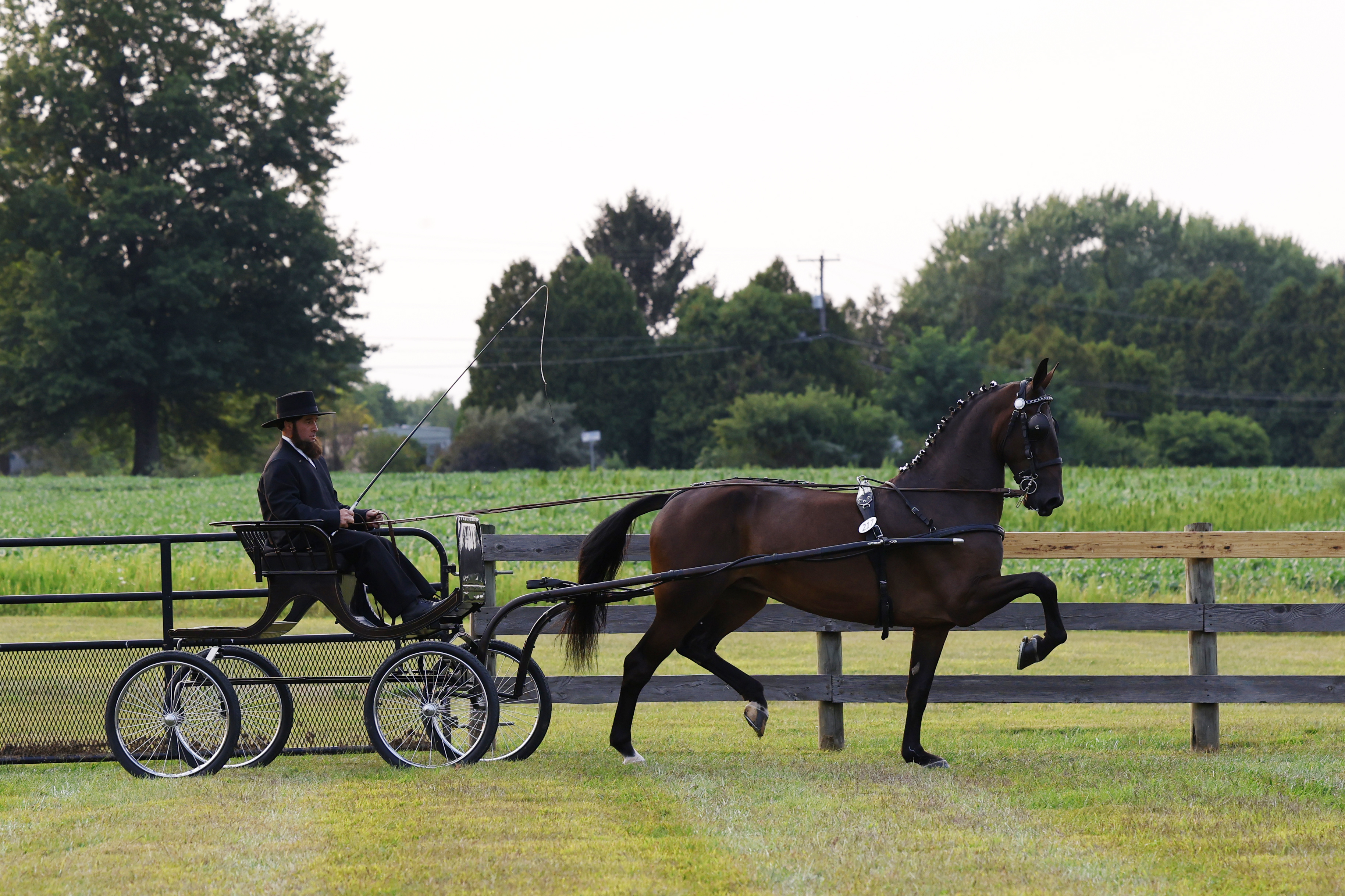 Friday Fine Harness Cup Mares