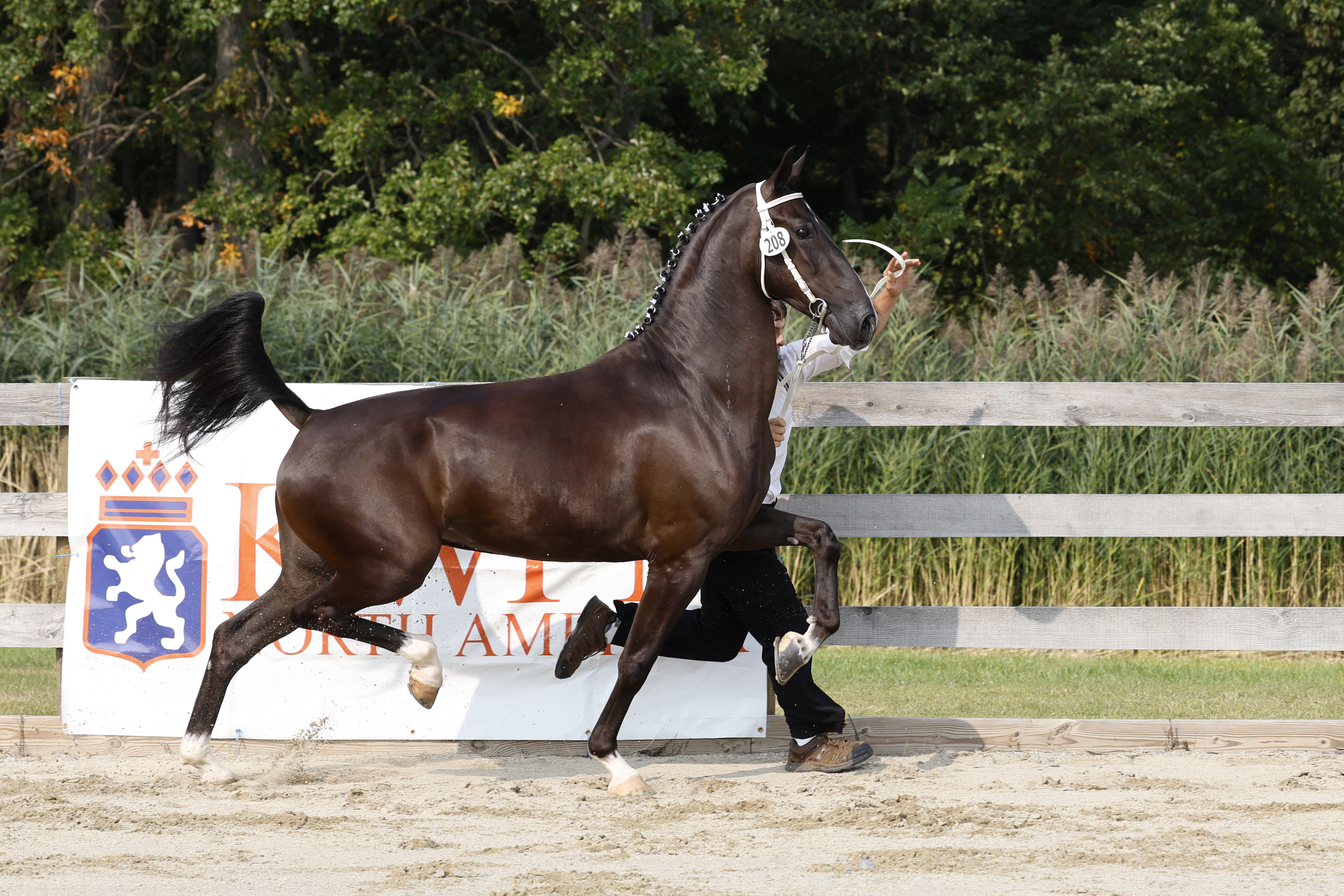 3 Year Old and Older Mares in Hand