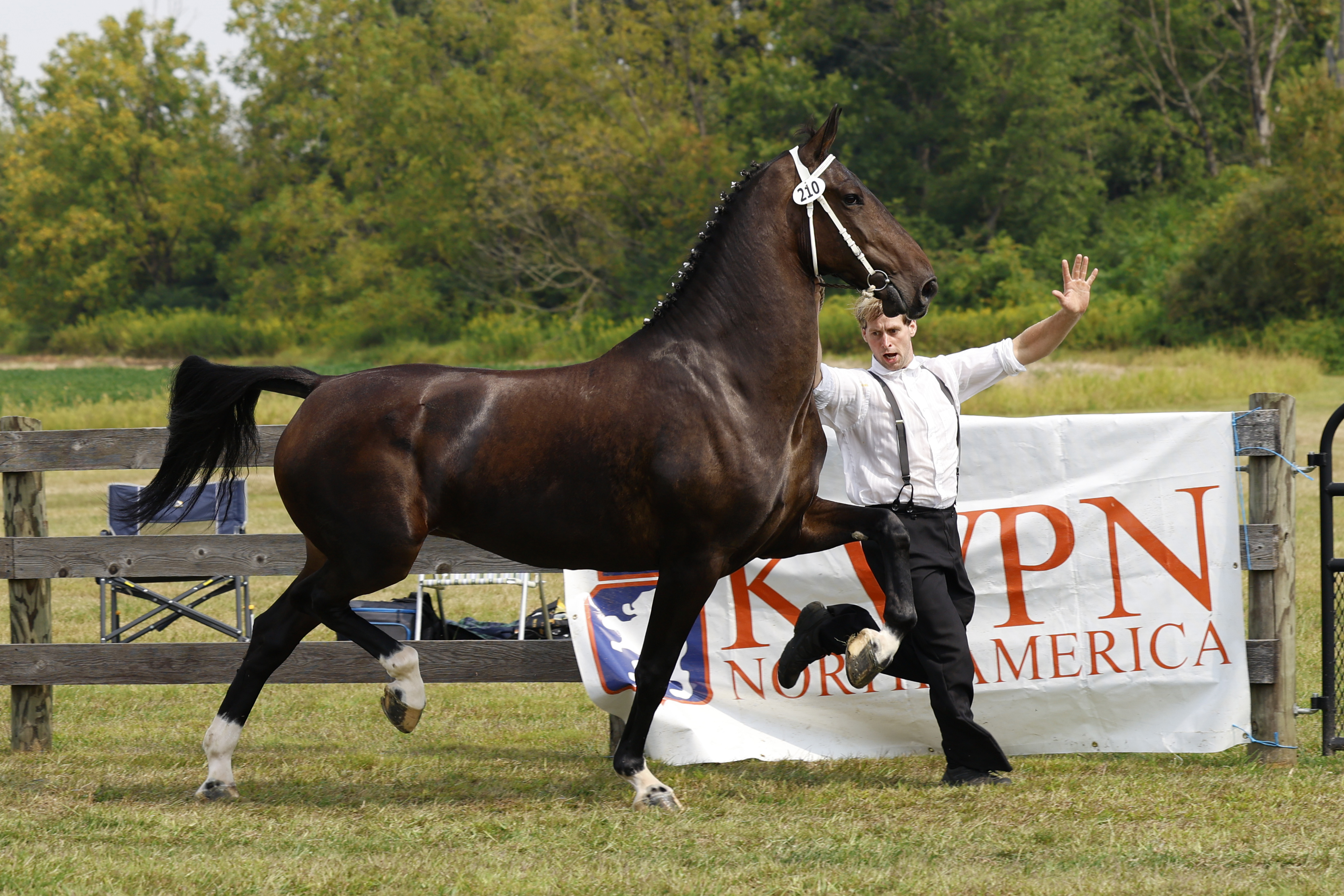 Saturday Ster/Keur Mares in Hand