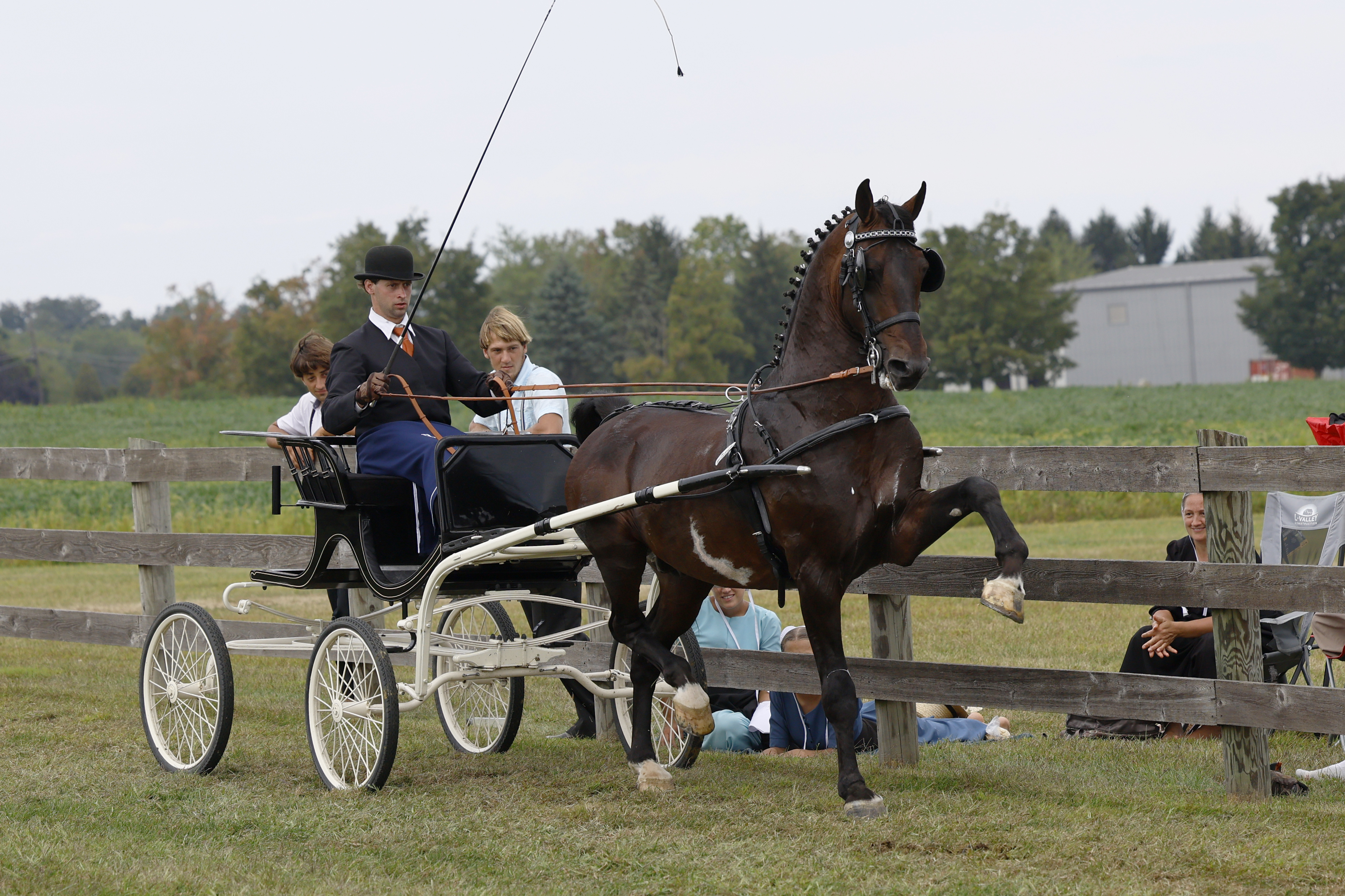 Saturday Fine Harness Cup Stallions & Geldings