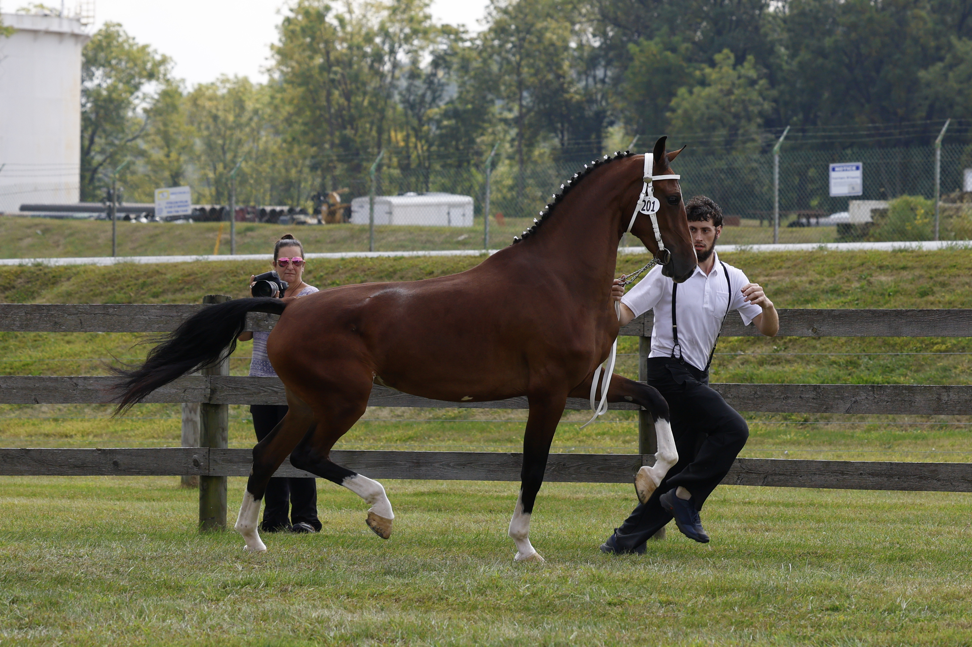 Saturday Overall In Hand Championship