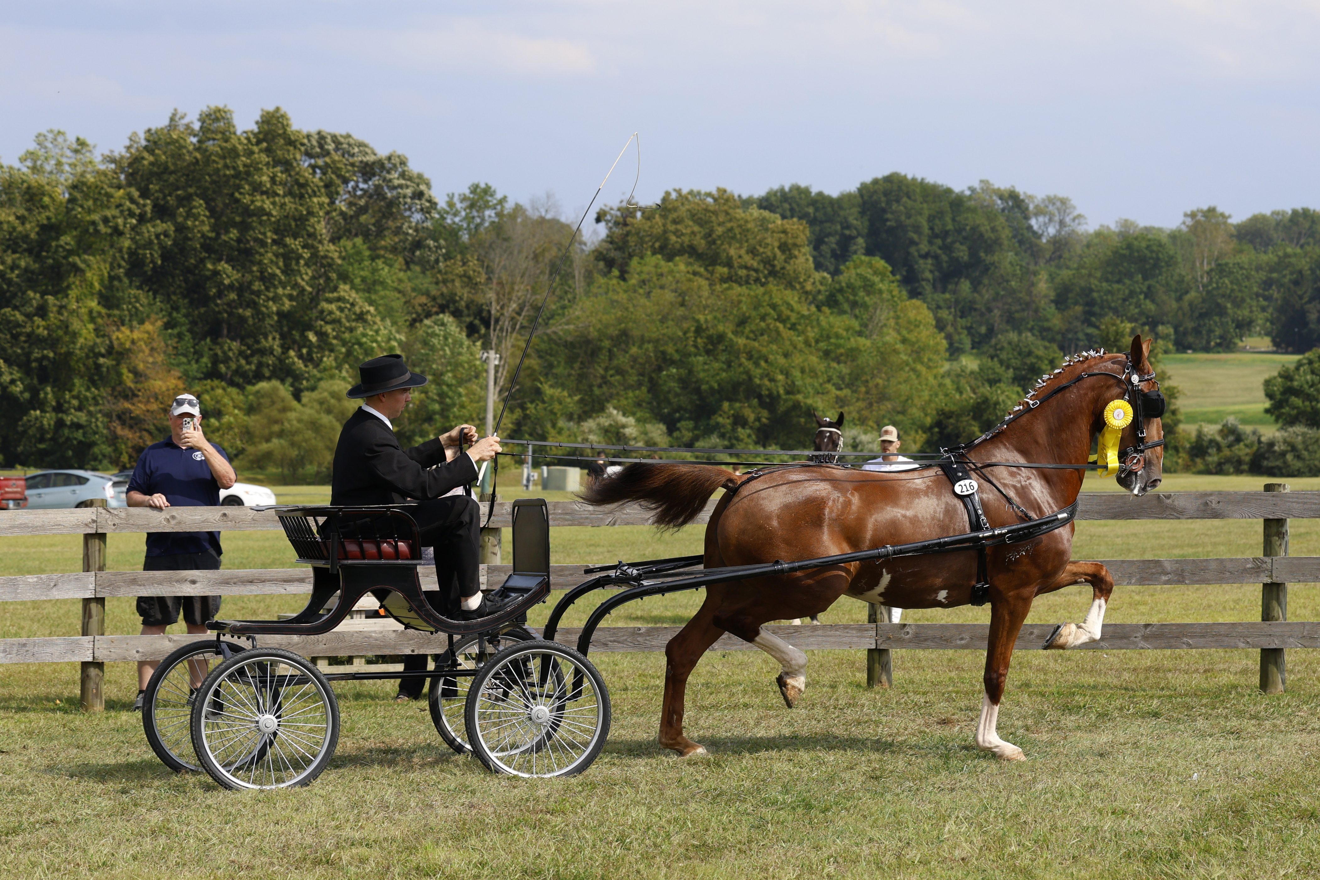 Saturday Fine Harness Cup Mares