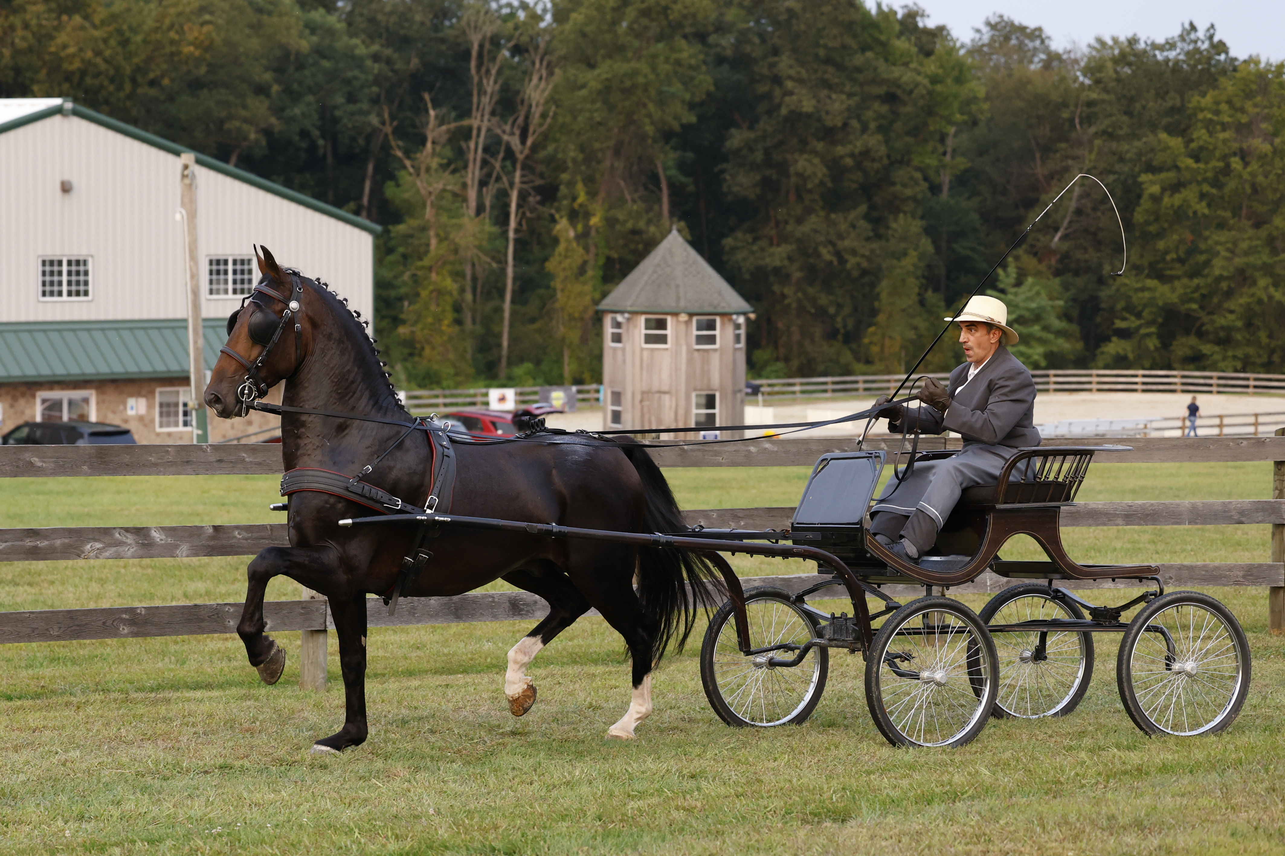 Friday IBOP Stallion