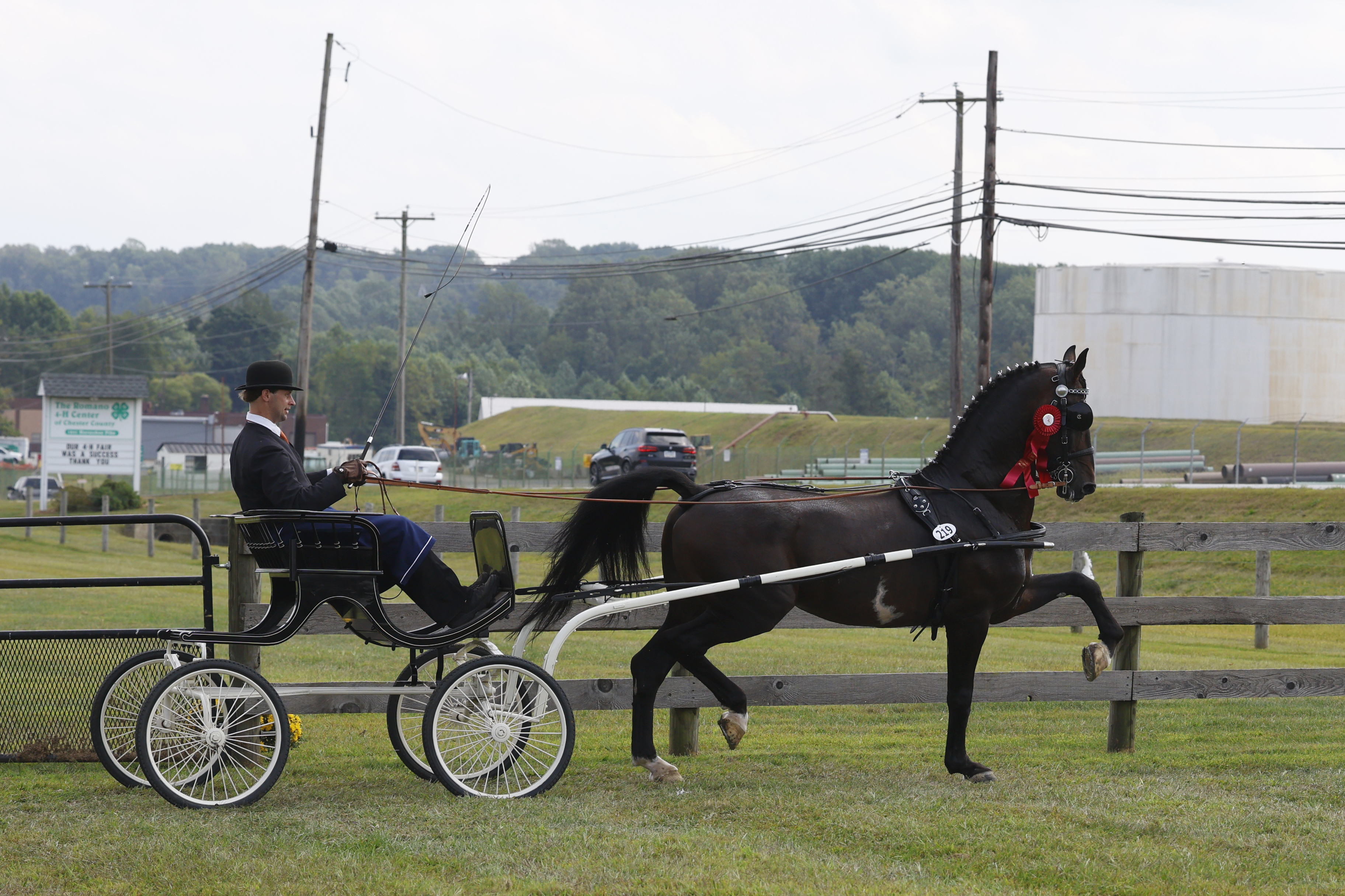 Saturday Fine Harness Cup Stallions & Geldings