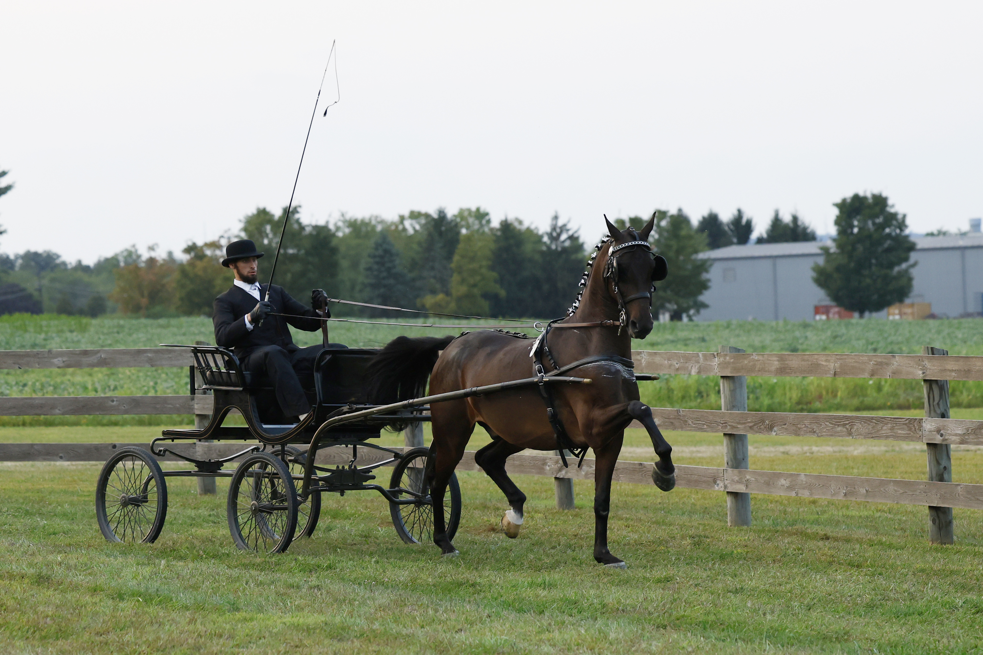 Friday Fine Harness Stallions & Geldings