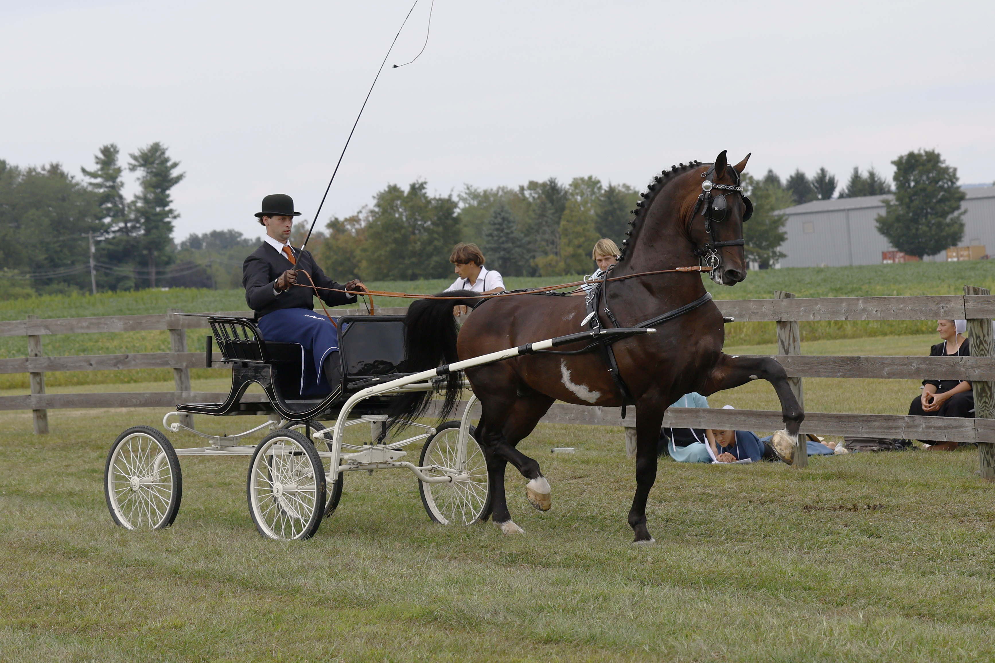 Saturday Fine Harness Cup Stallions & Geldings