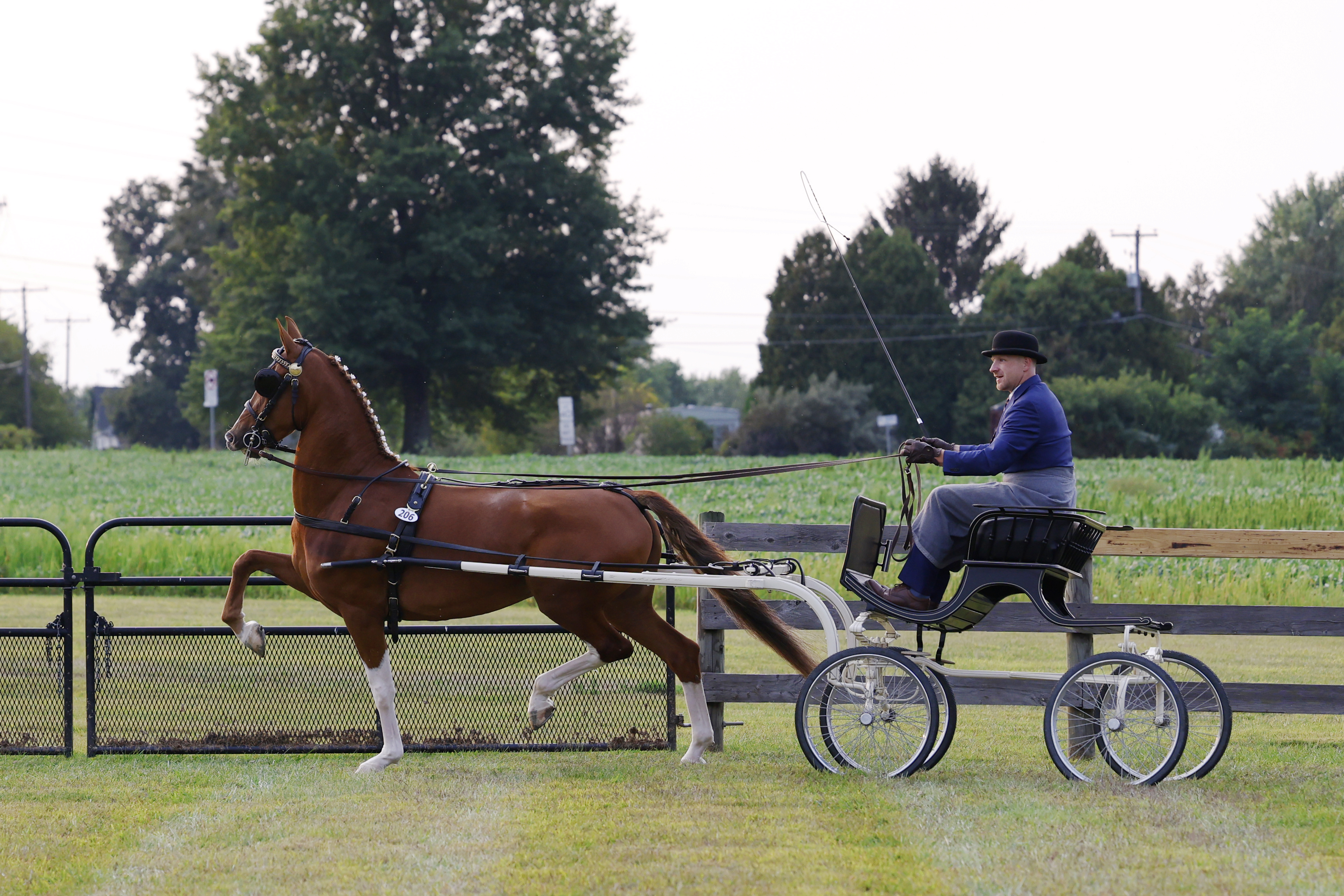 Friday Fine Harness Cup Mares
