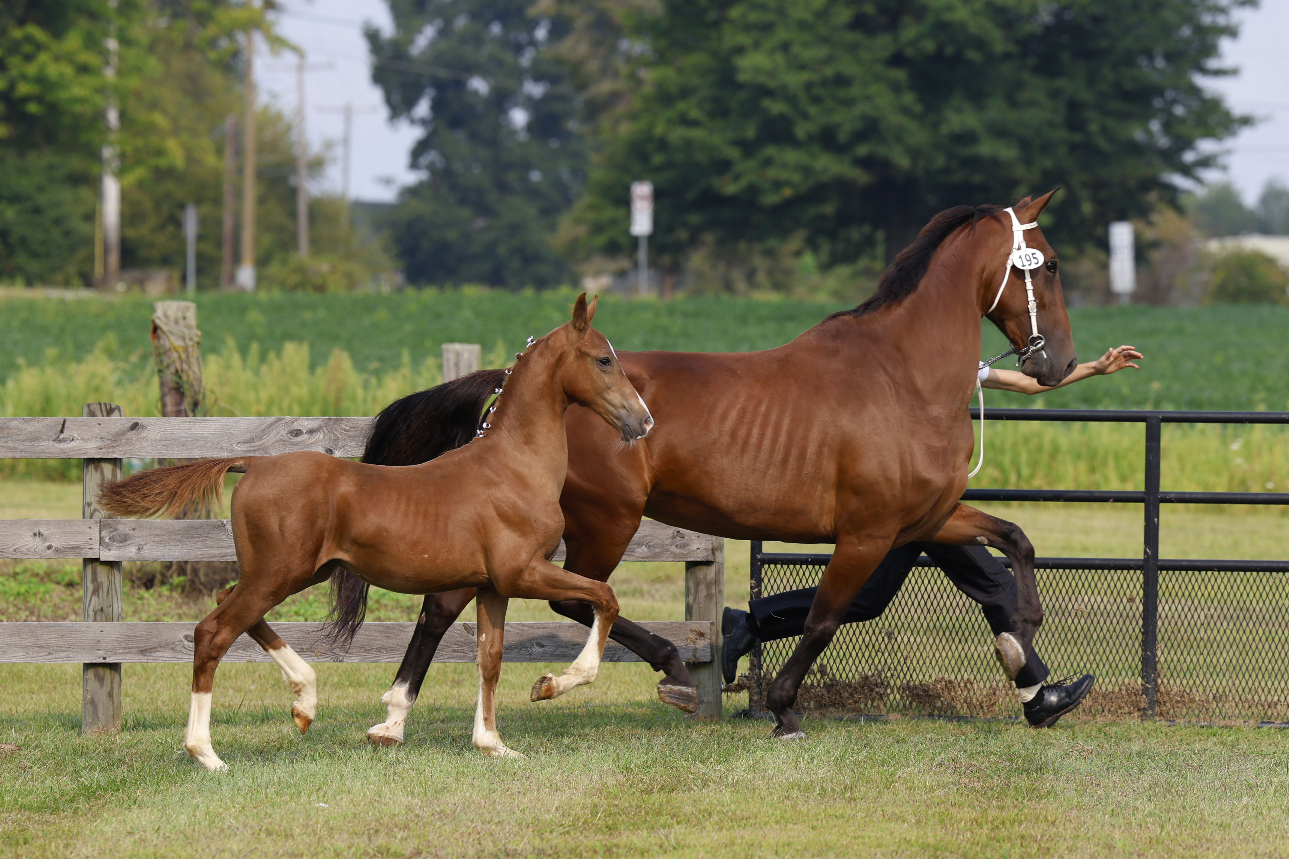 Saturday Weanling Colts