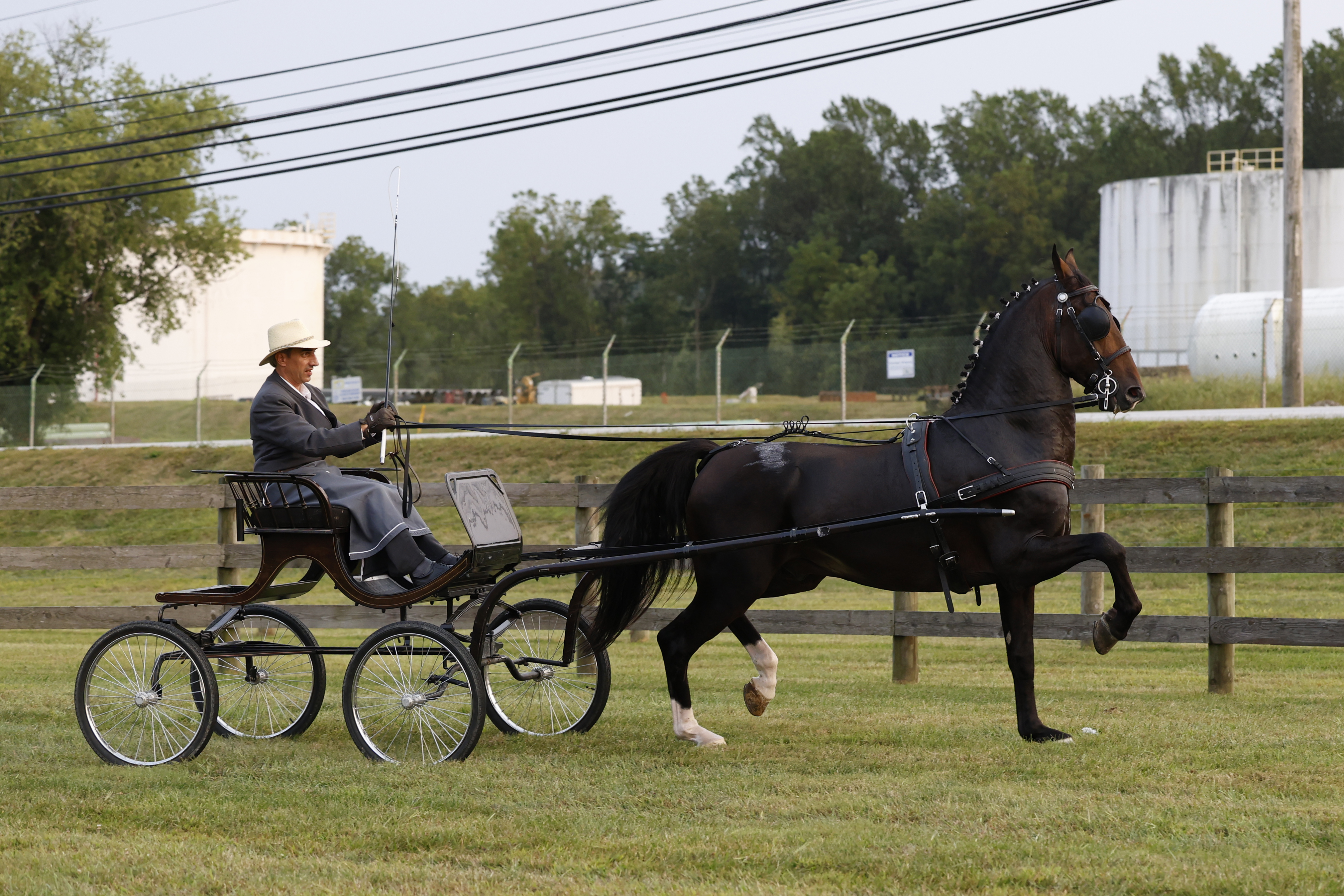 Friday IBOP Stallion