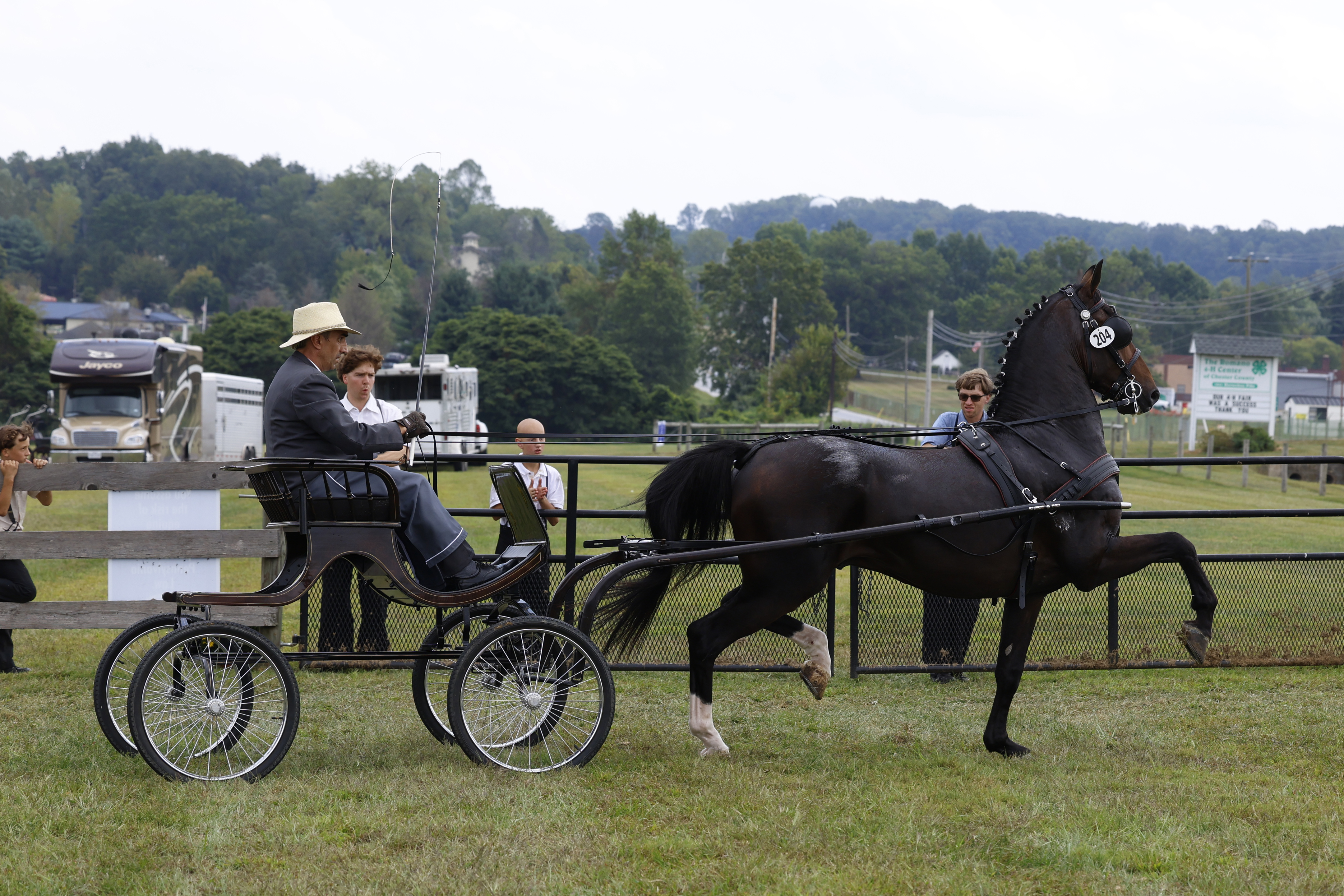 Saturday Fine Harness Cup Stallions & Geldings