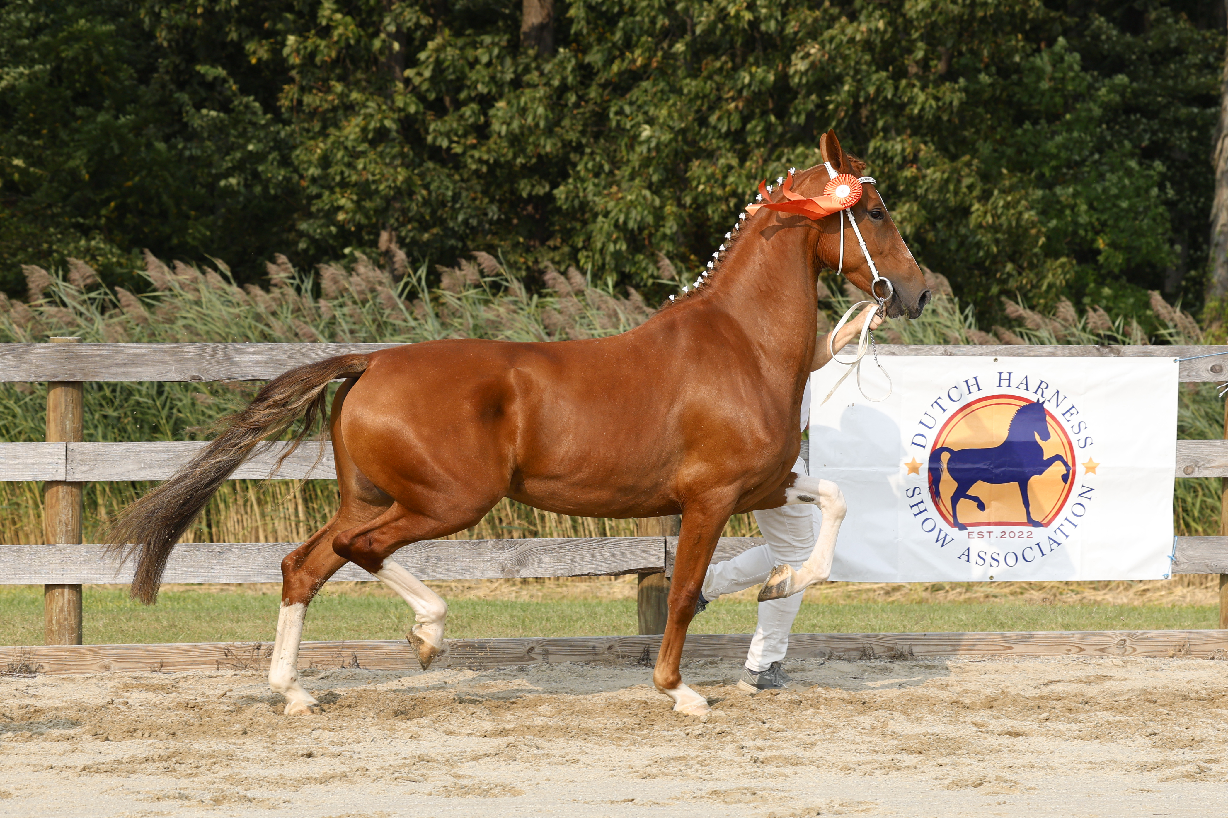 3 Year Old and Older Mares in Hand