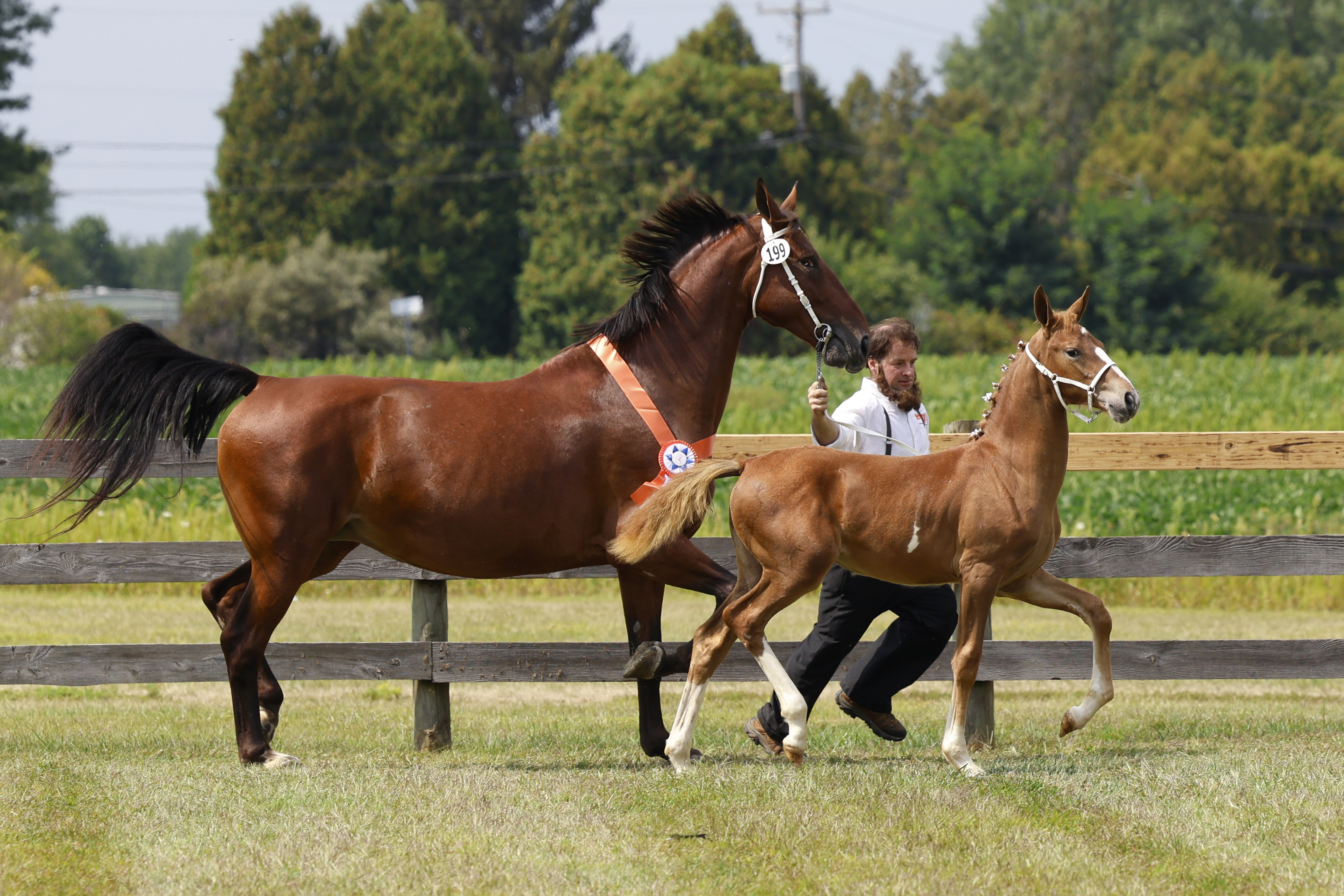 Saturday Weanling Championship