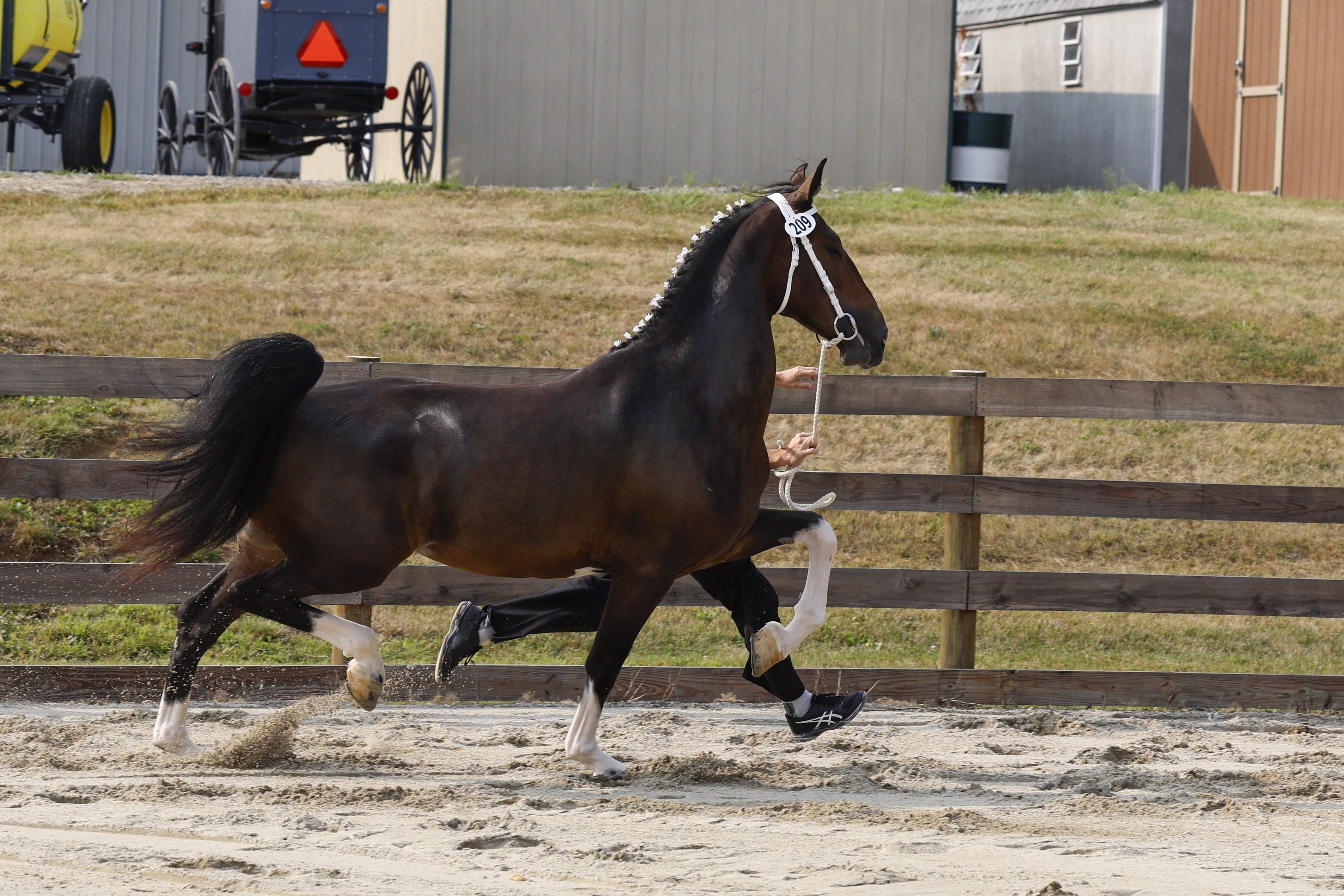 3 Year Old and Older Mares in Hand