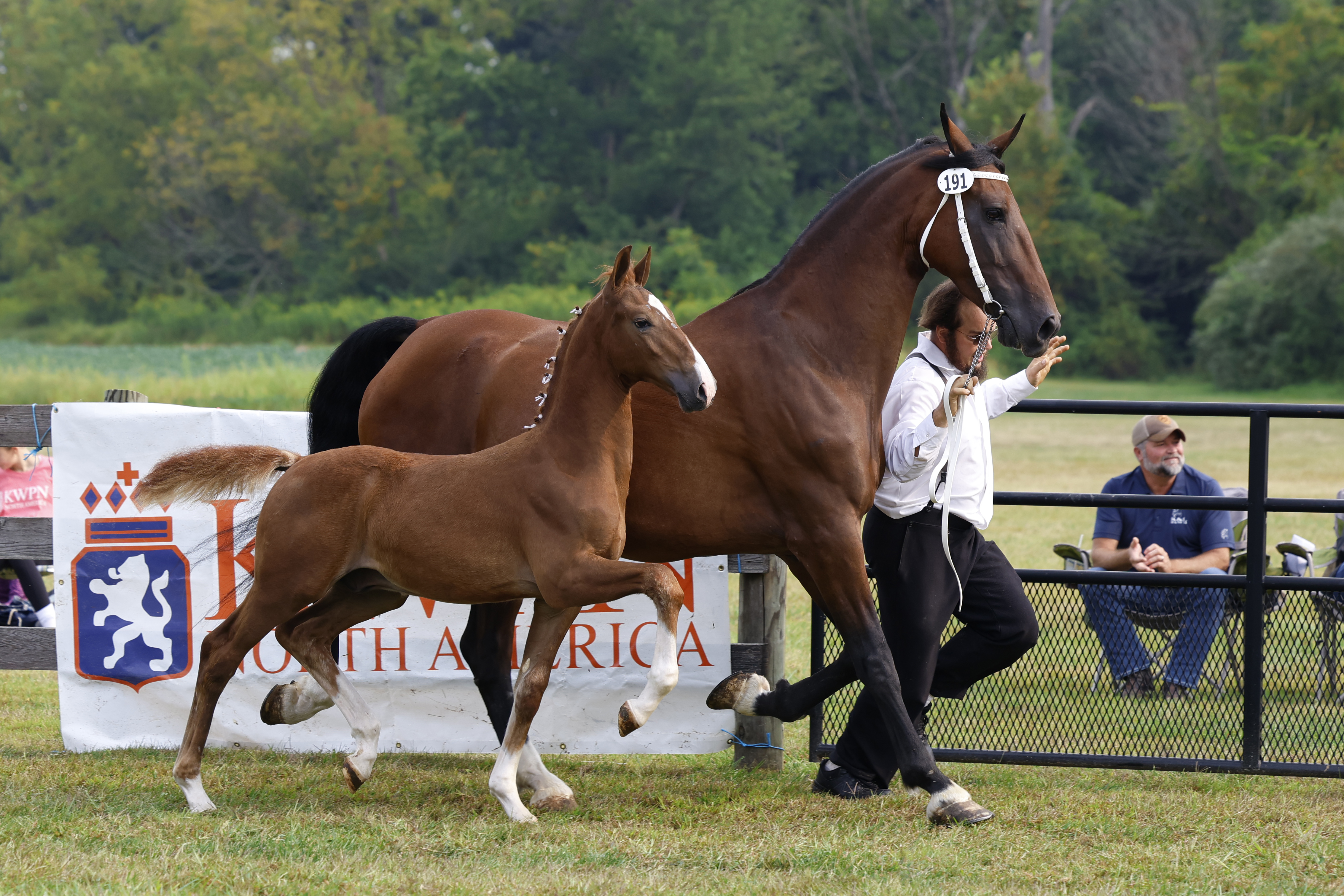 Saturday Weanling Colts
