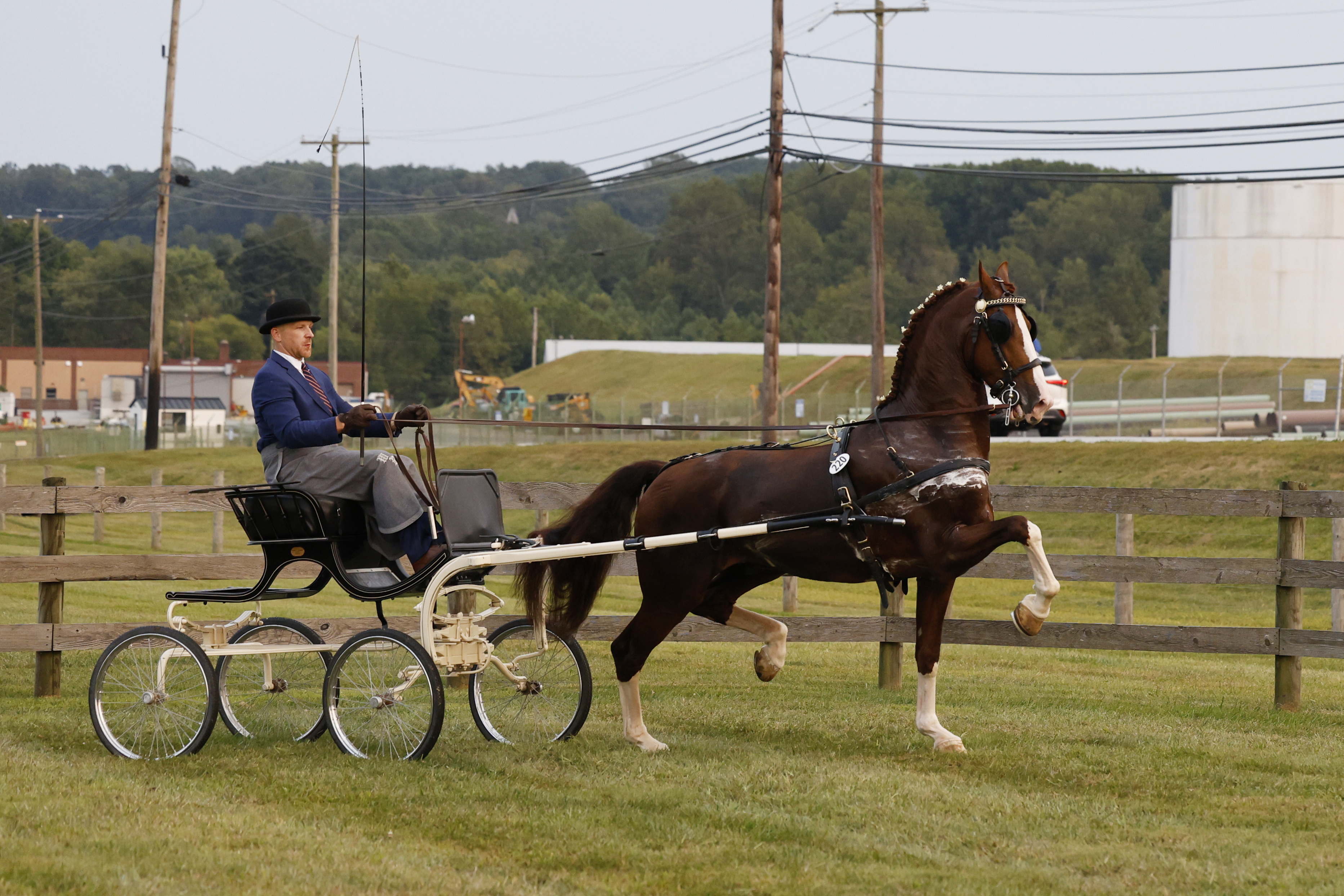 Friday Fine Harness Stallions & Geldings