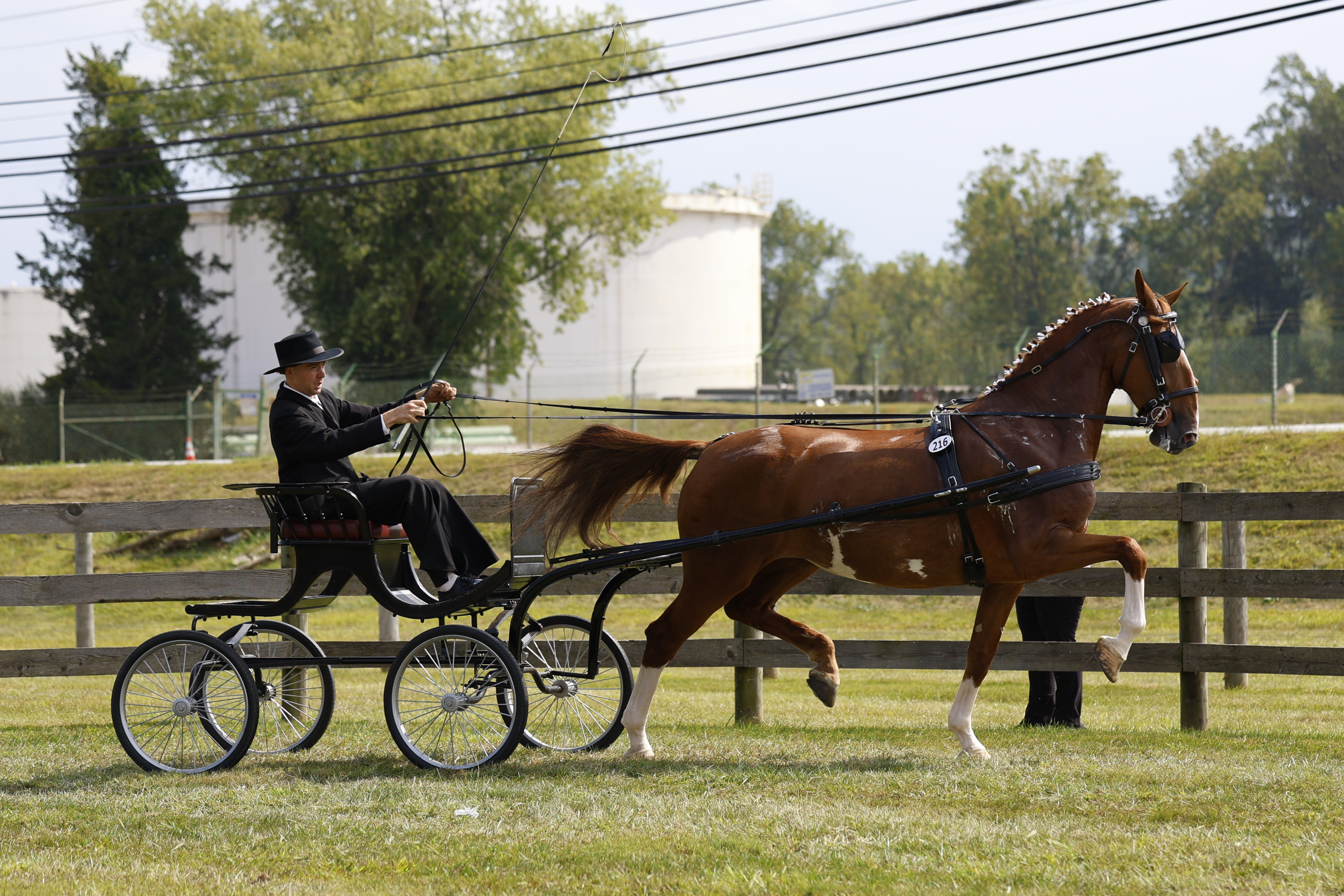 Saturday Fine Harness Cup Mares