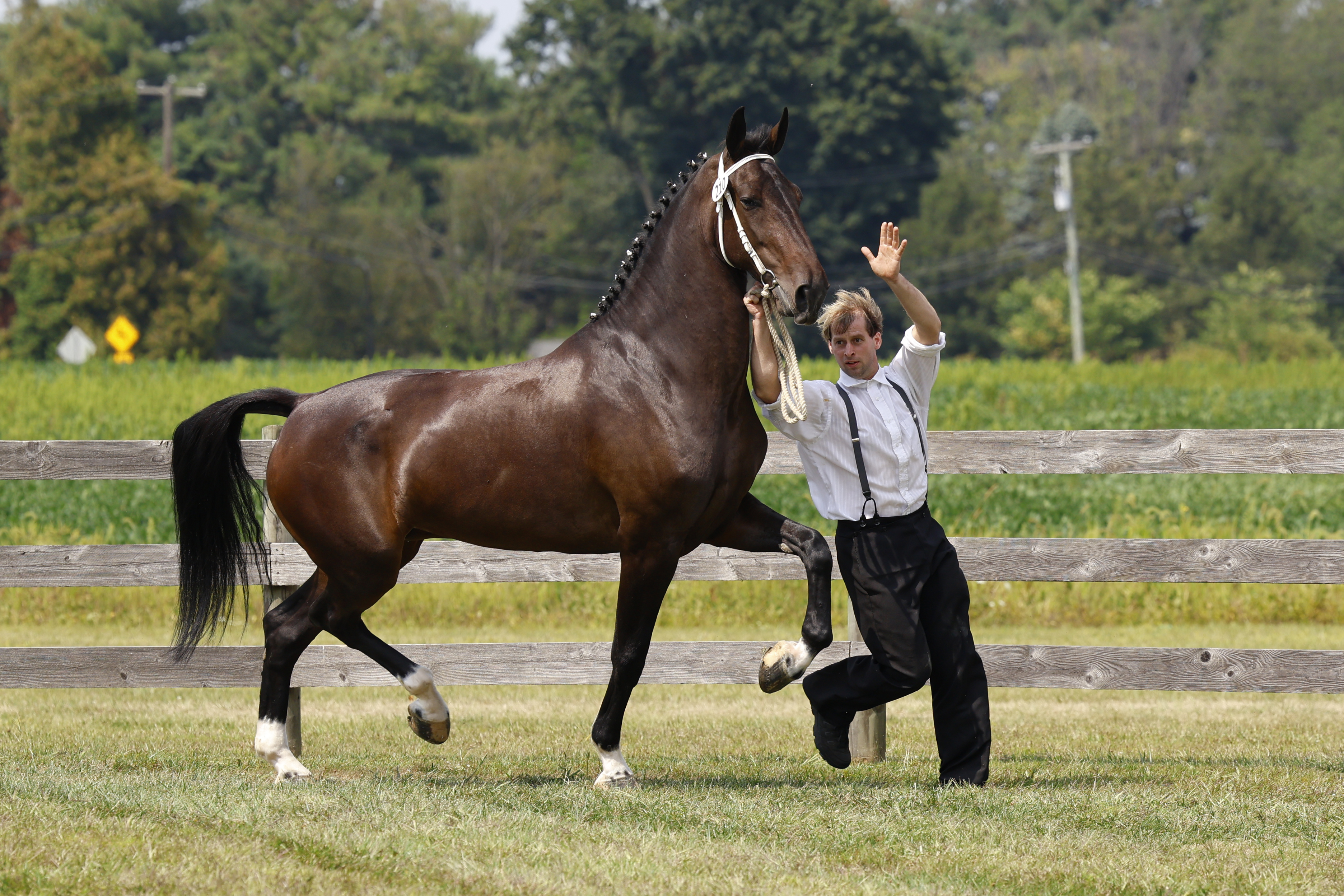 Saturday Overall In Hand Championship