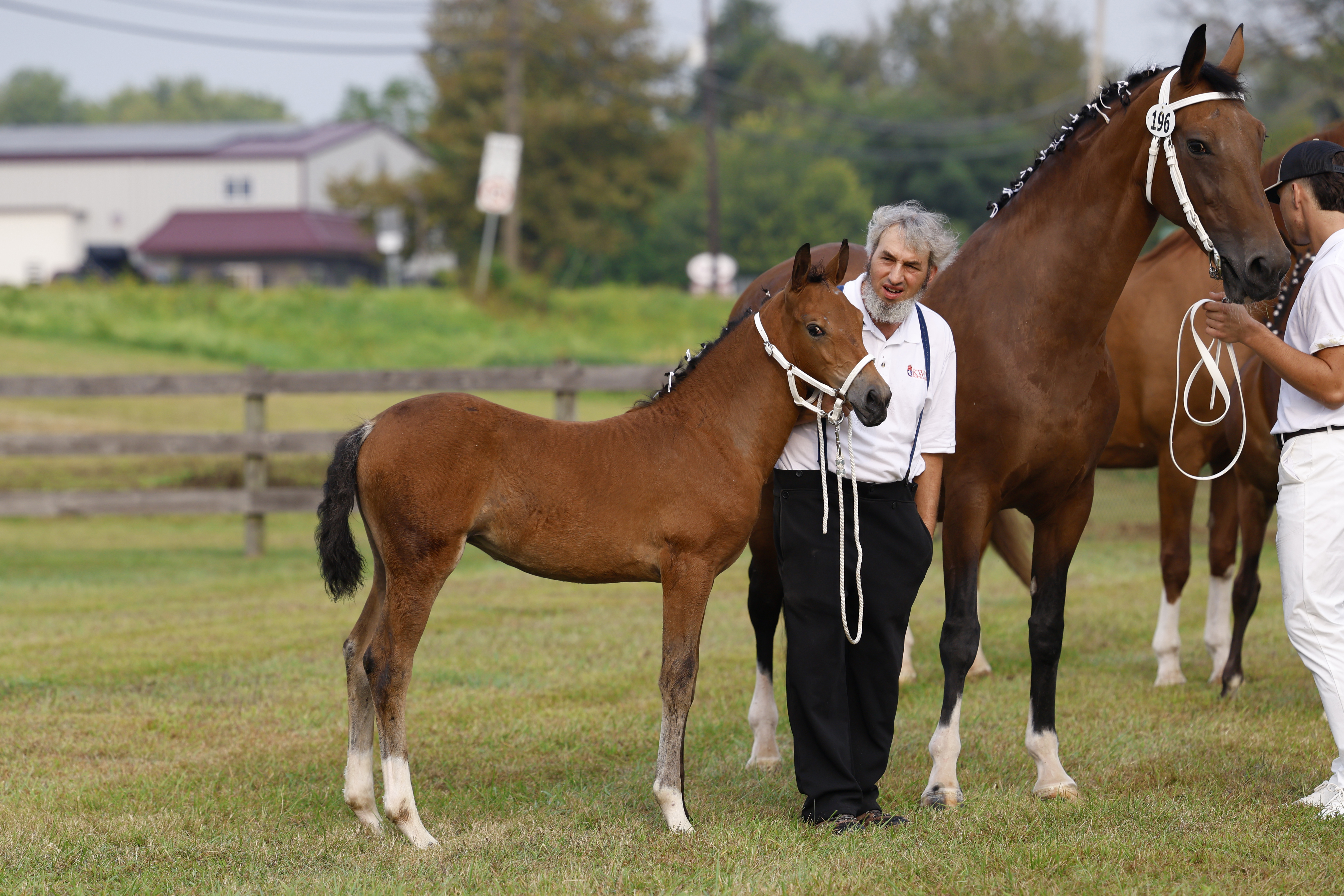 Saturday Weanling Fillies