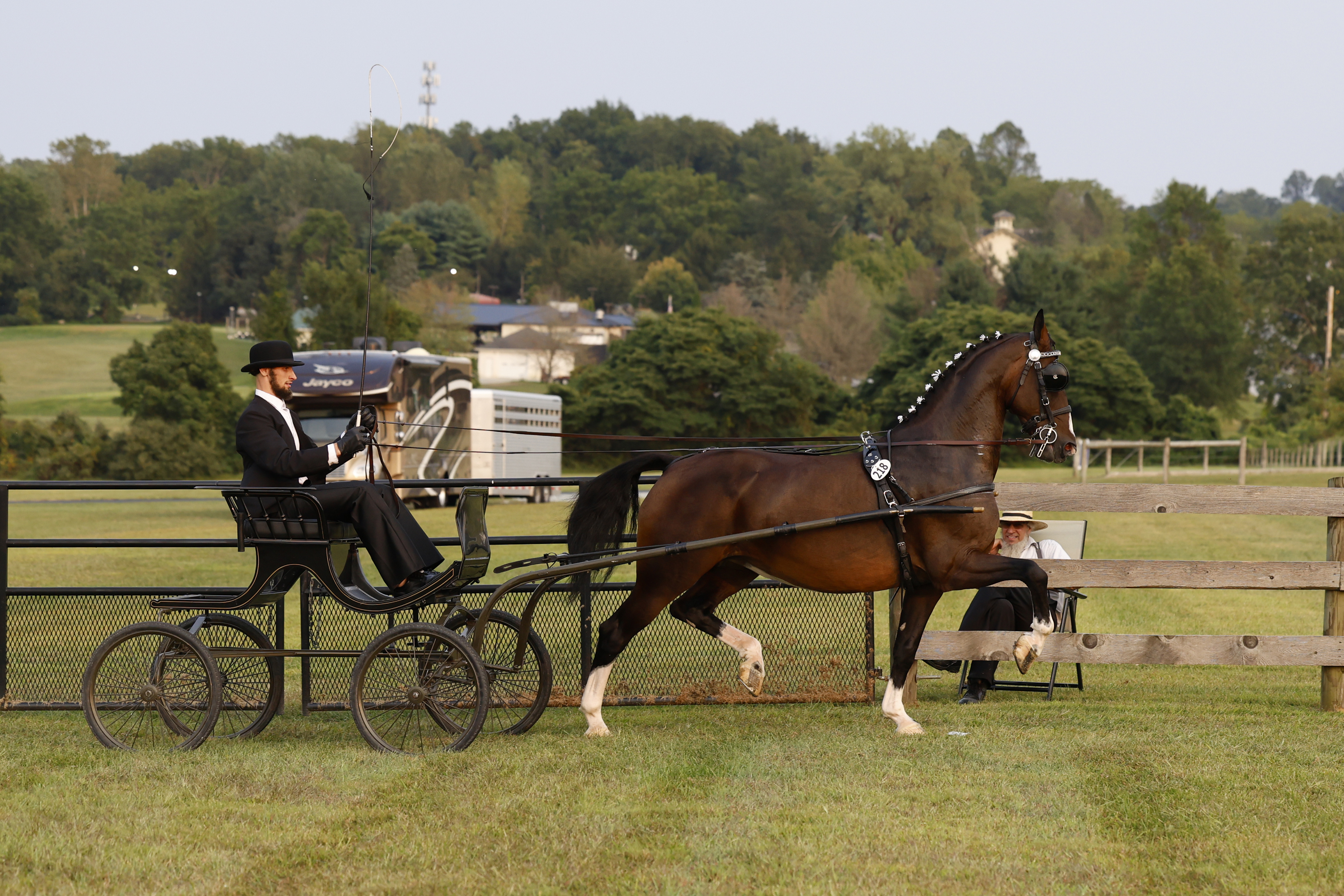 Friday Fine Harness Cup Mares