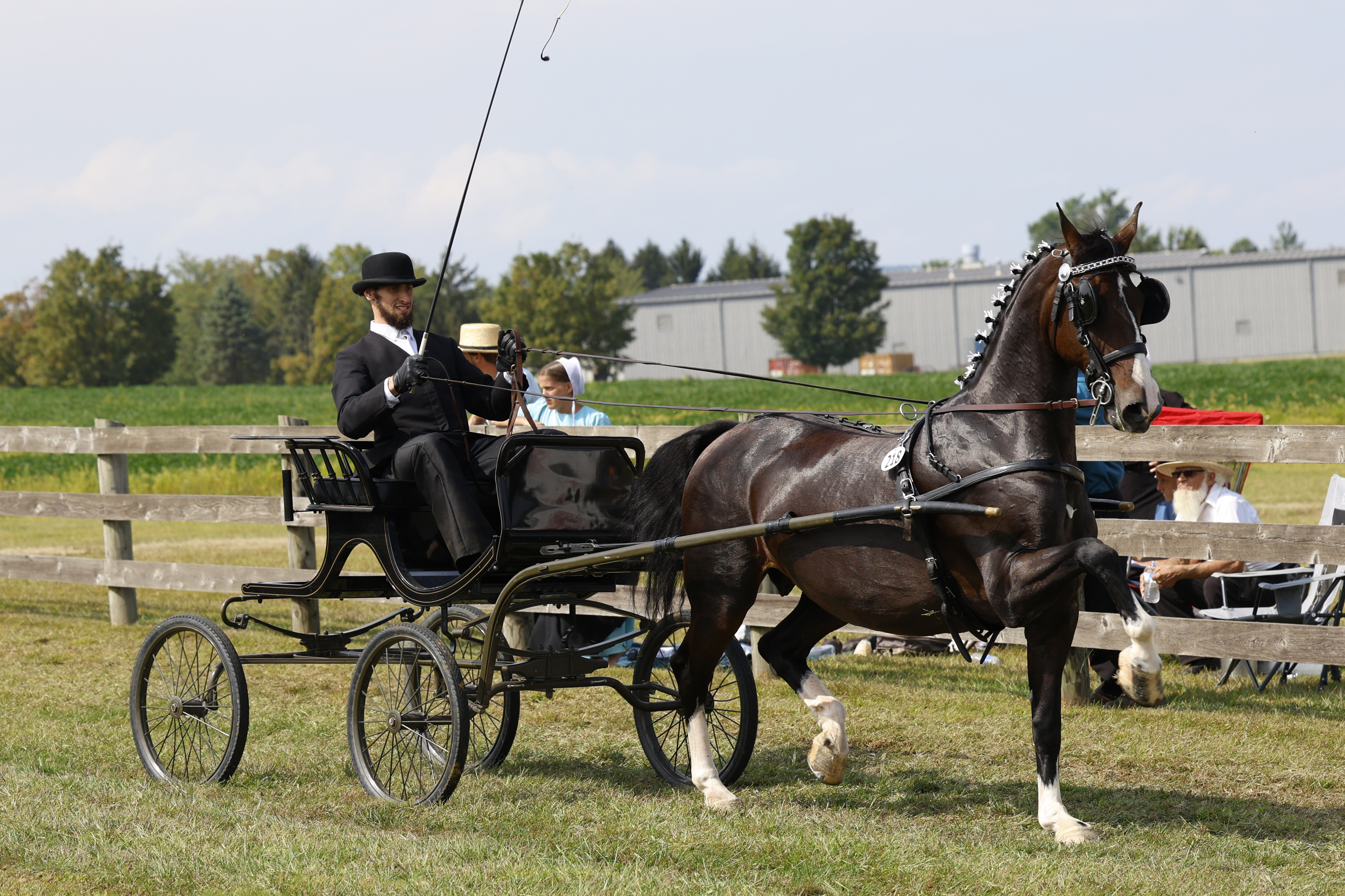 Saturday Fine Harness Cup Mares