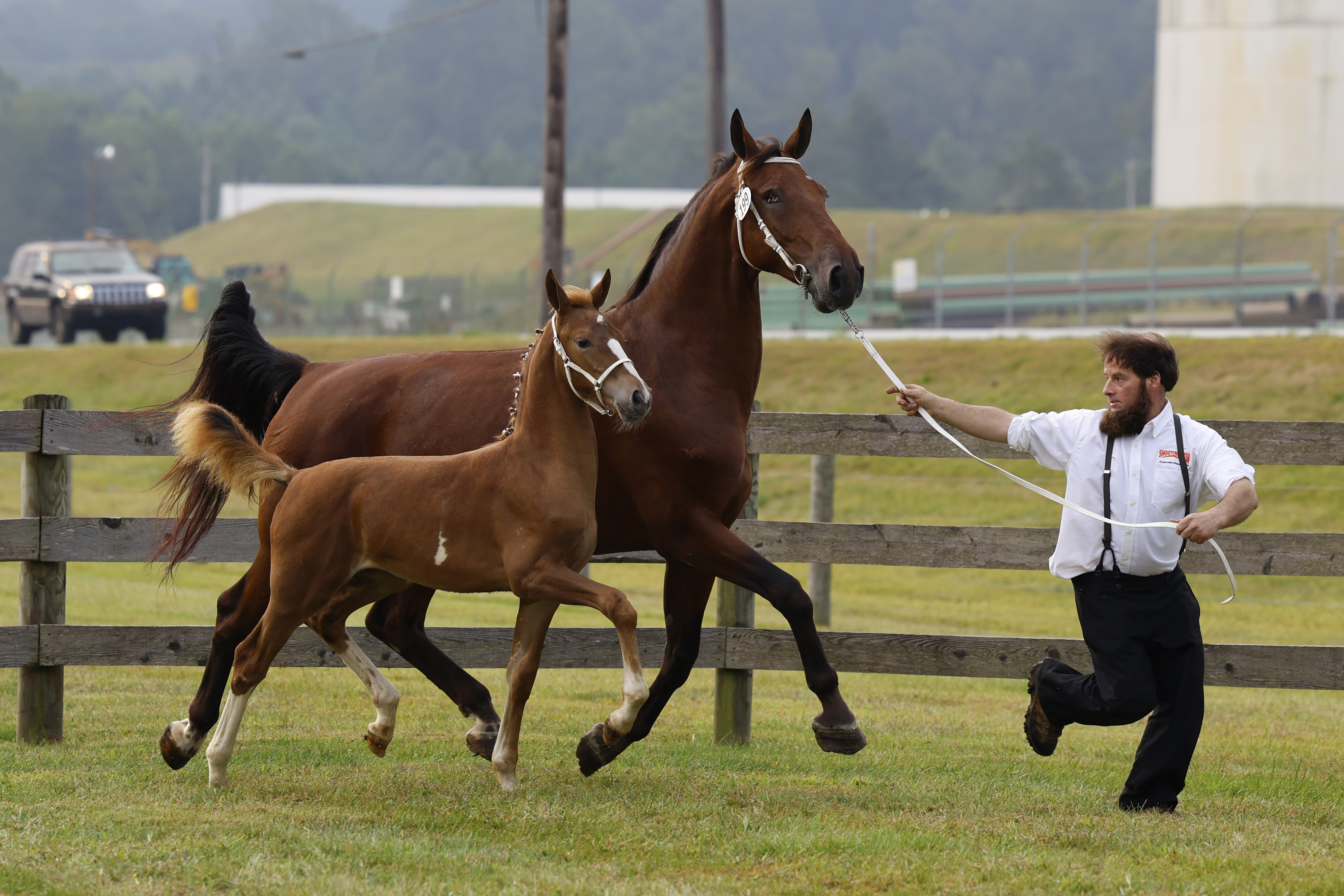 Saturday Weanling Fillies