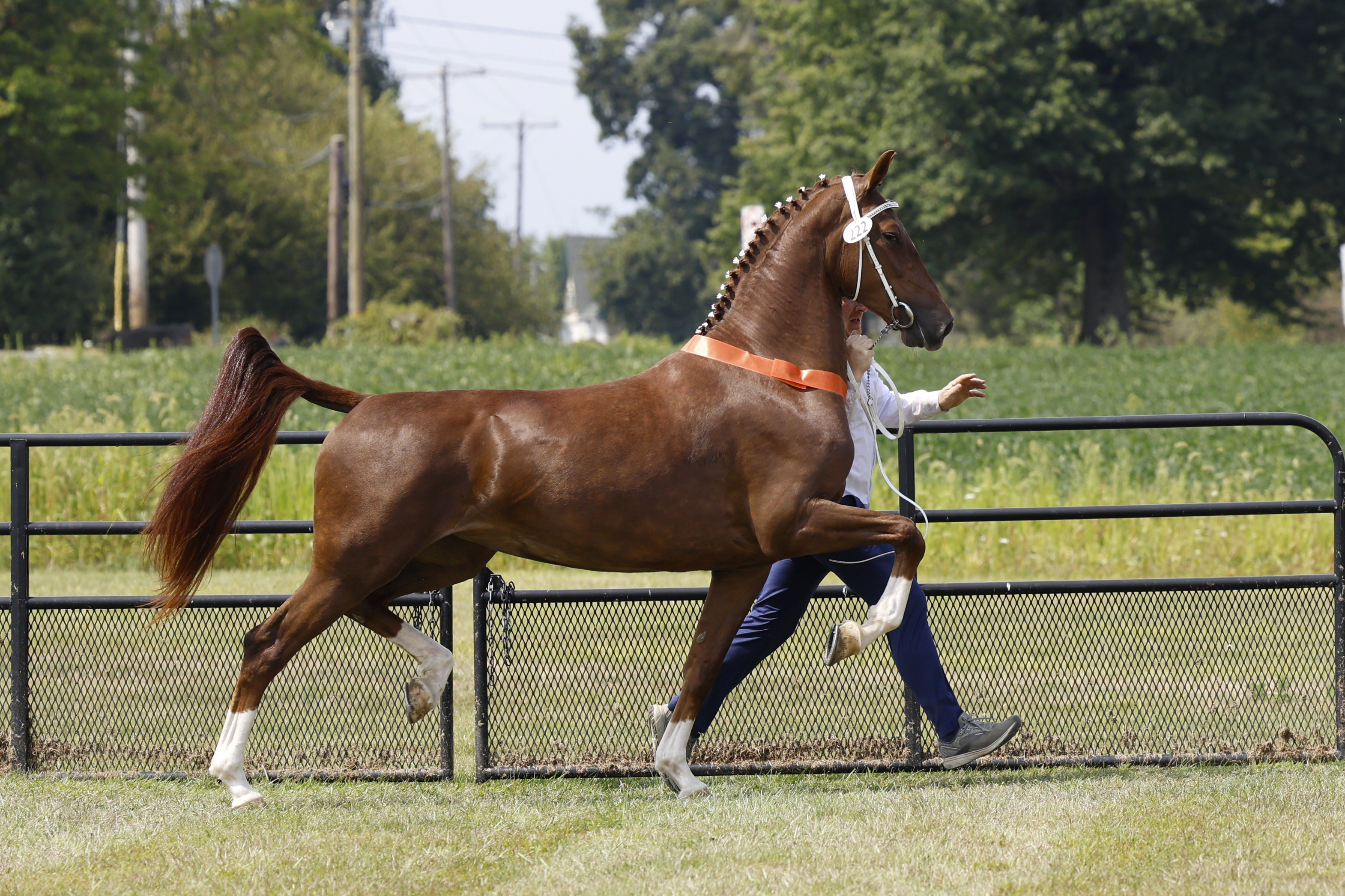 Saturday Overall In Hand Championship