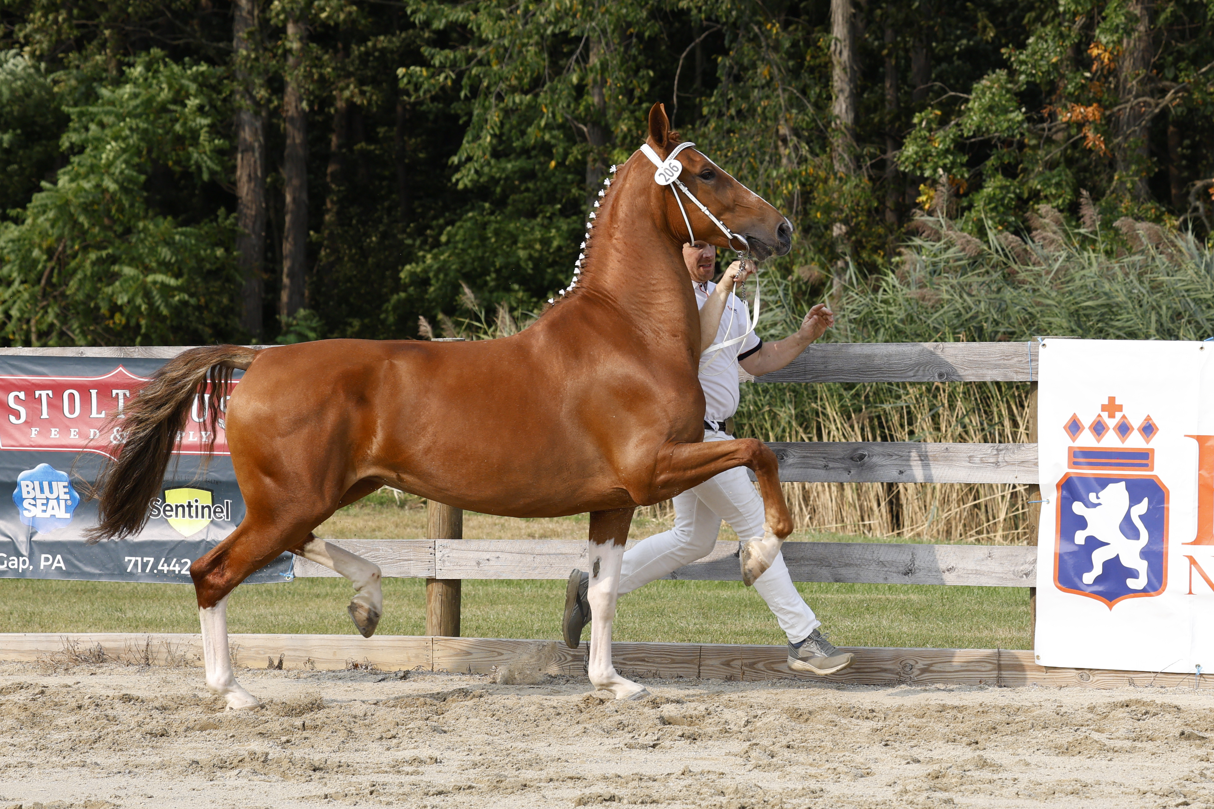 3 Year Old and Older Mares in Hand