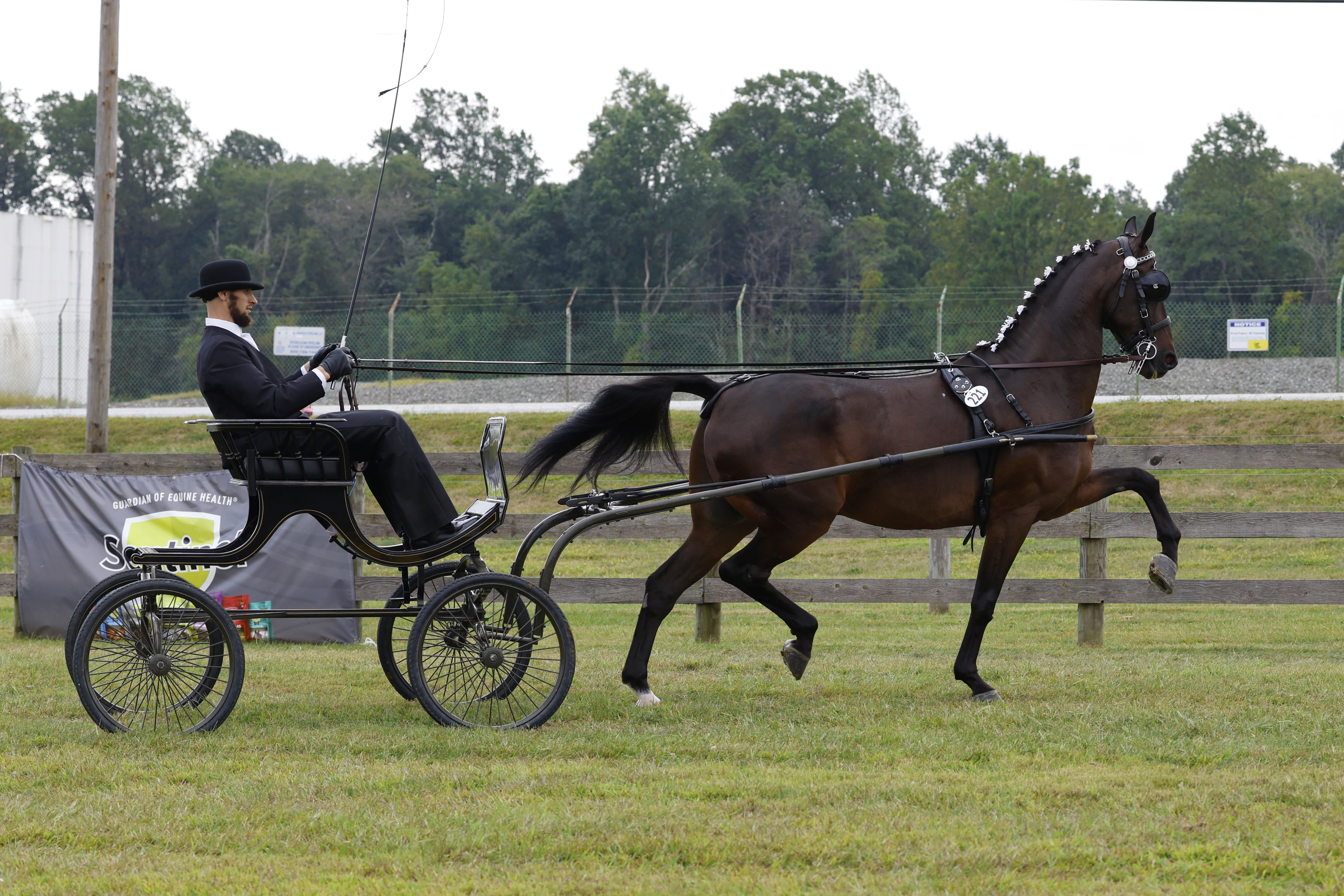 Saturday Fine Harness Cup Stallions & Geldings