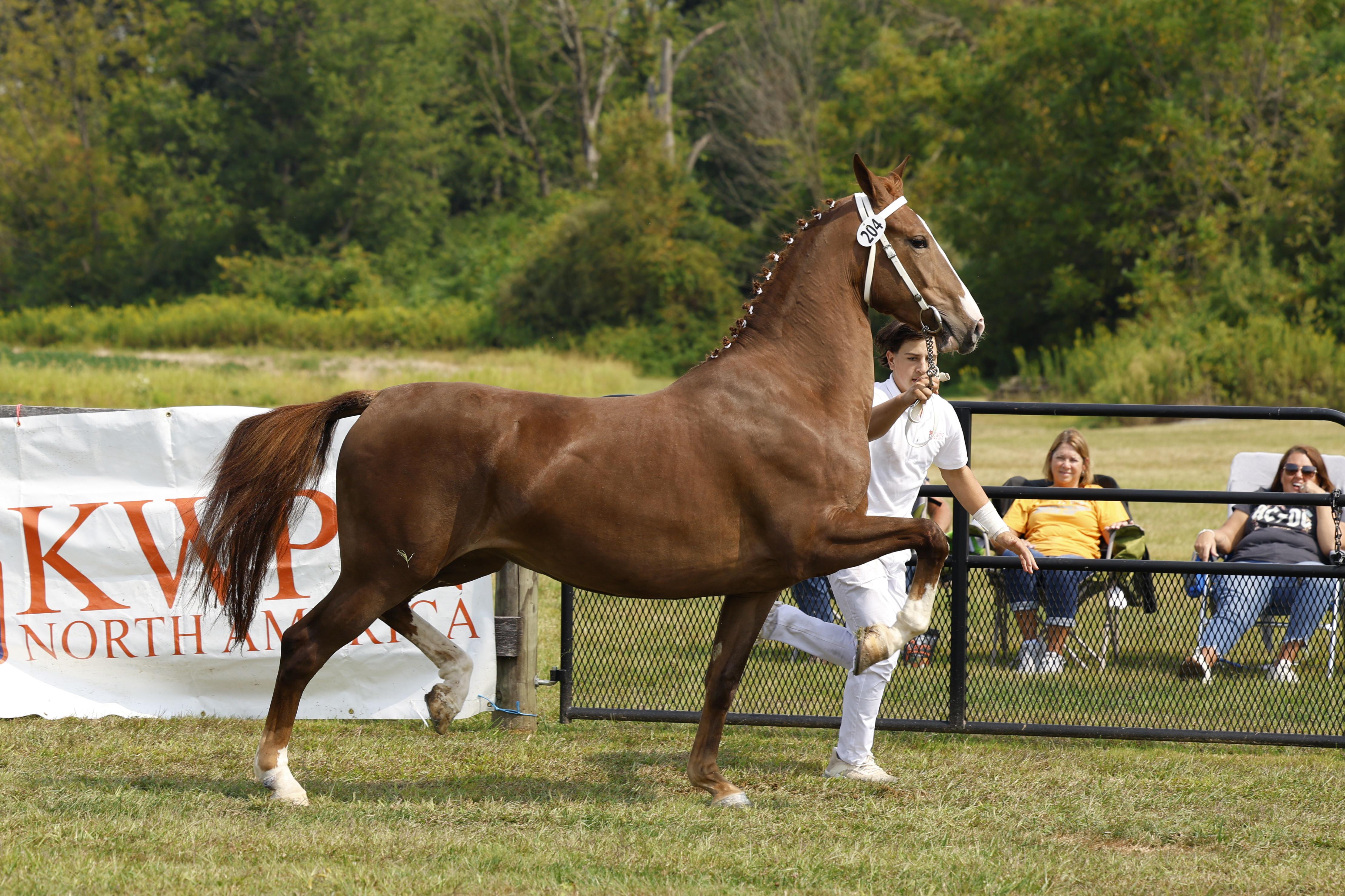 Saturday Ster/Keur Mares in Hand