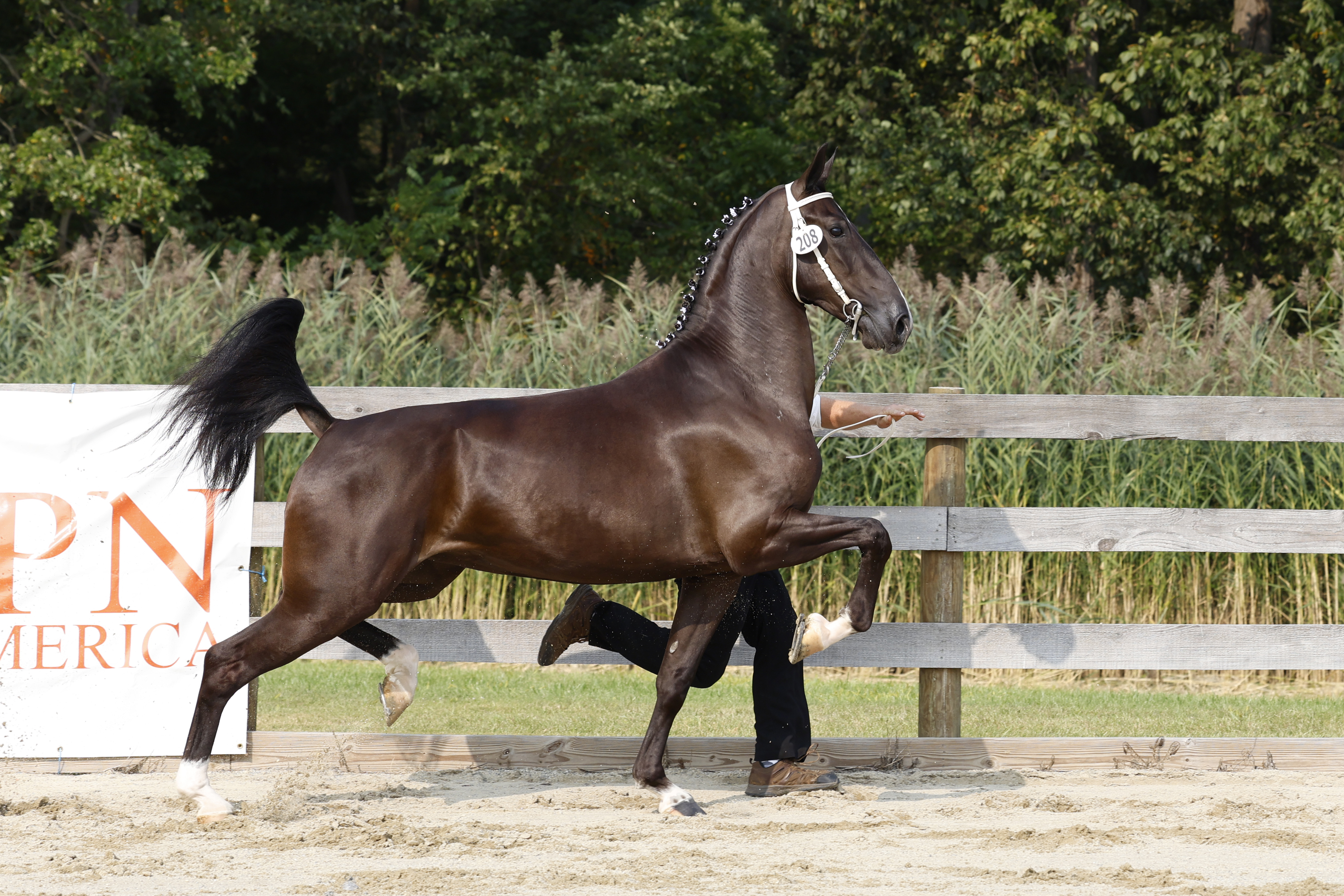 3 Year Old and Older Mares in Hand