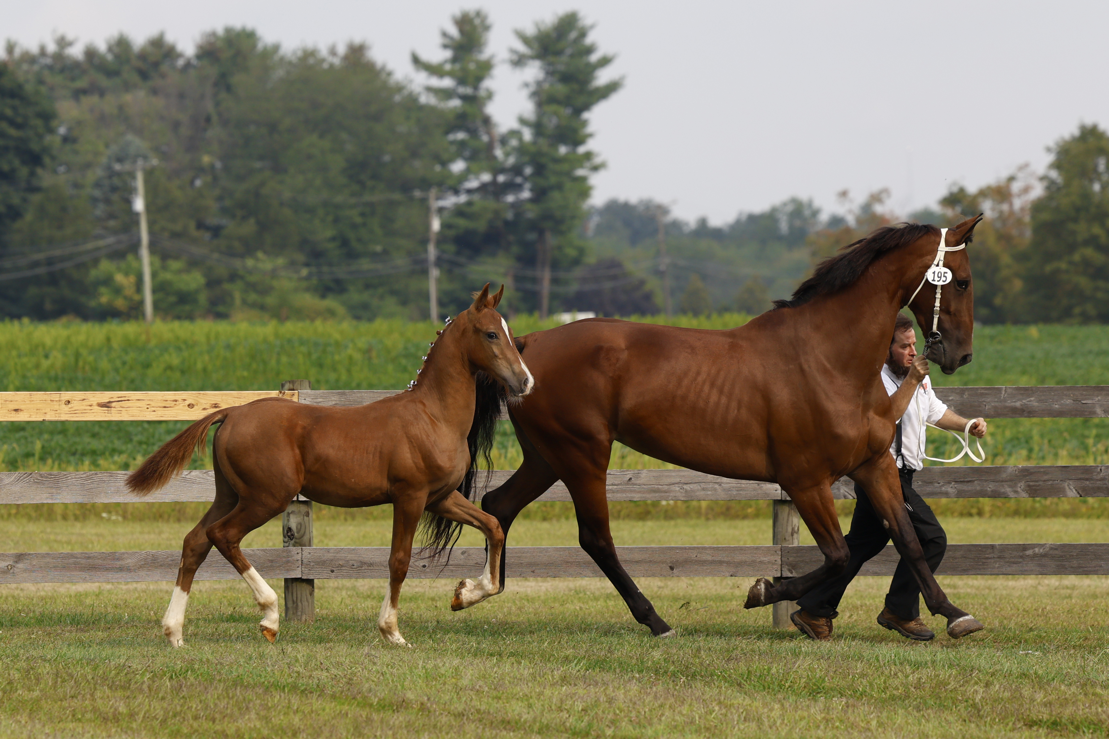 Saturday Weanling Colts