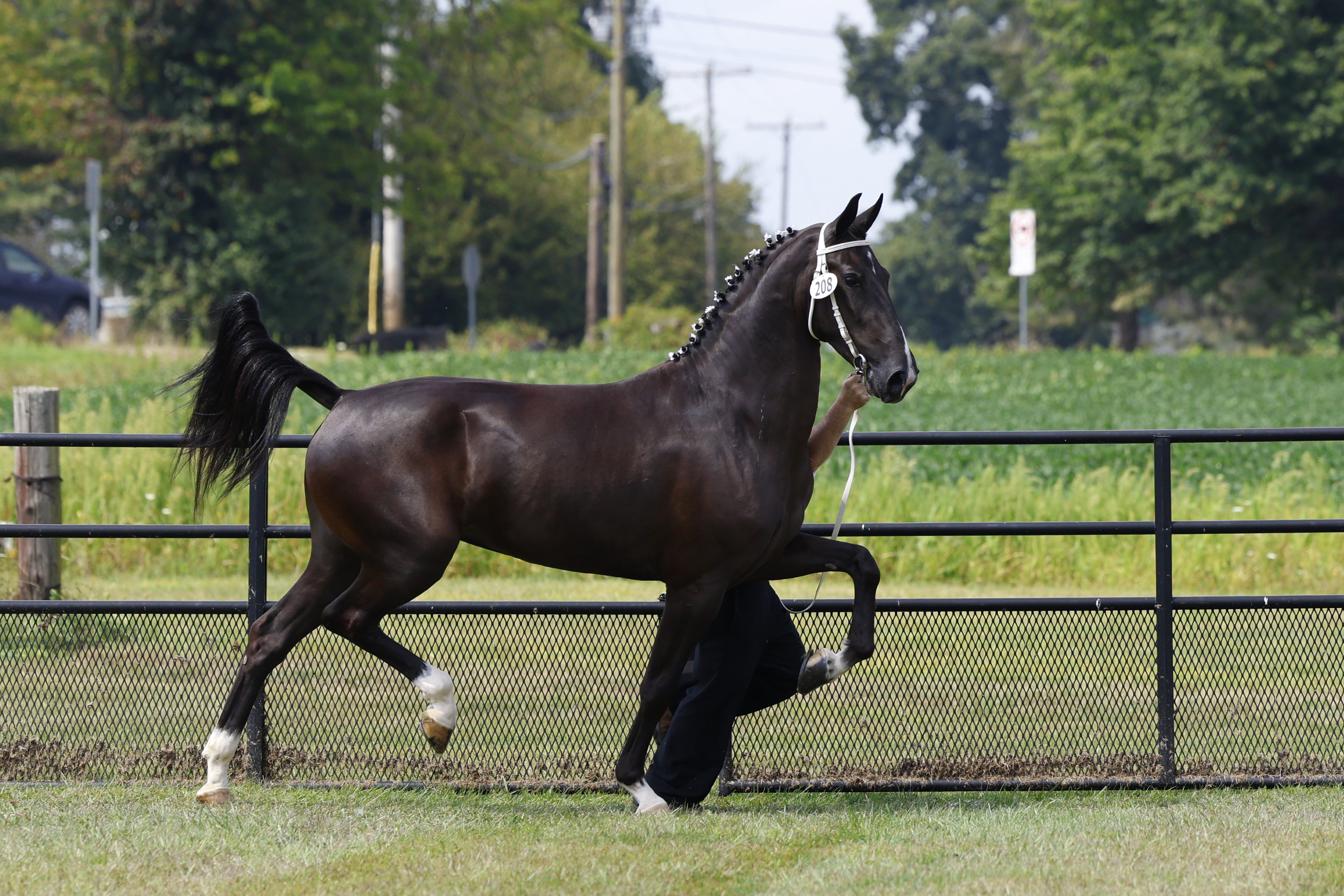 Saturday Overall In Hand Championship