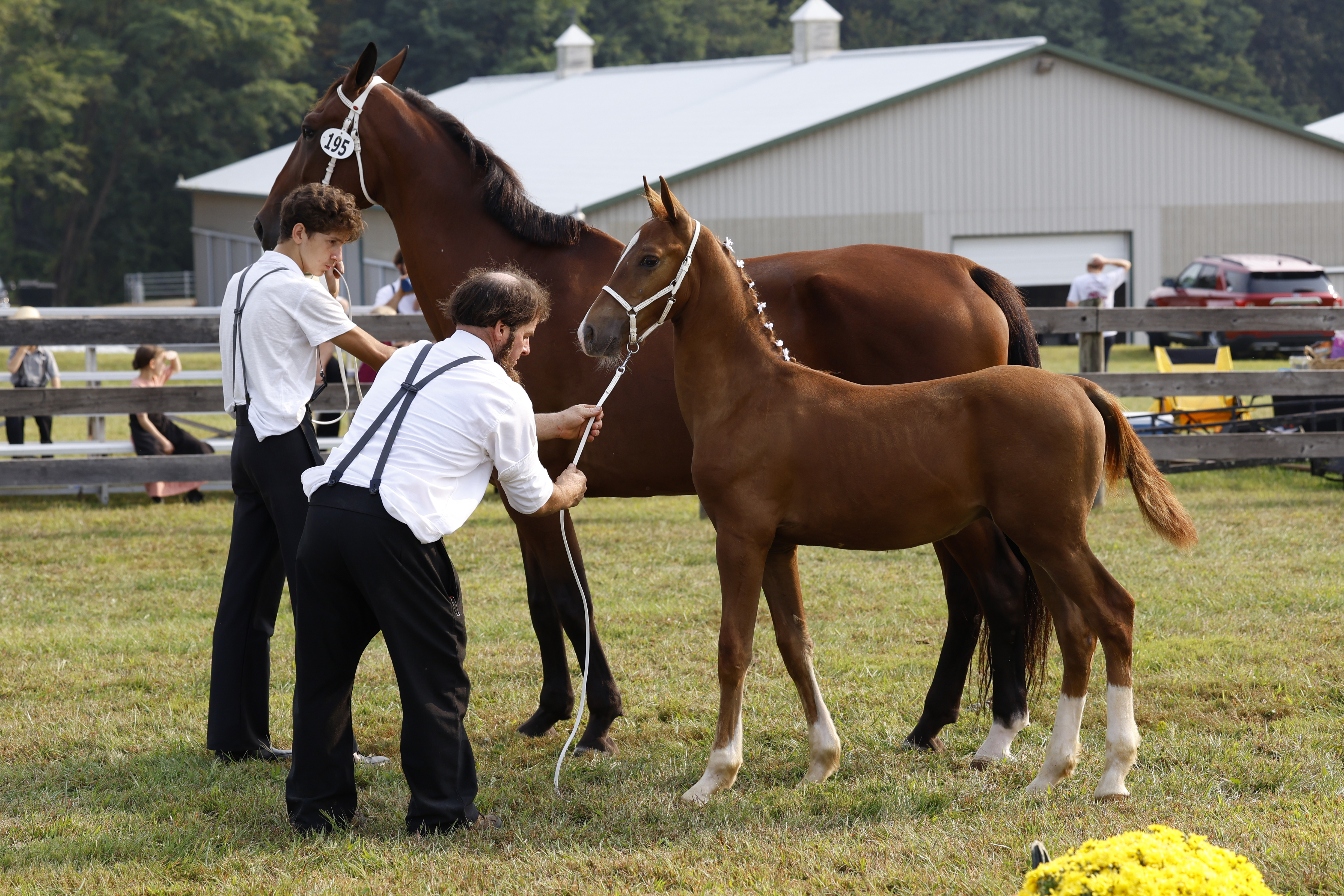 Saturday Weanling Colts