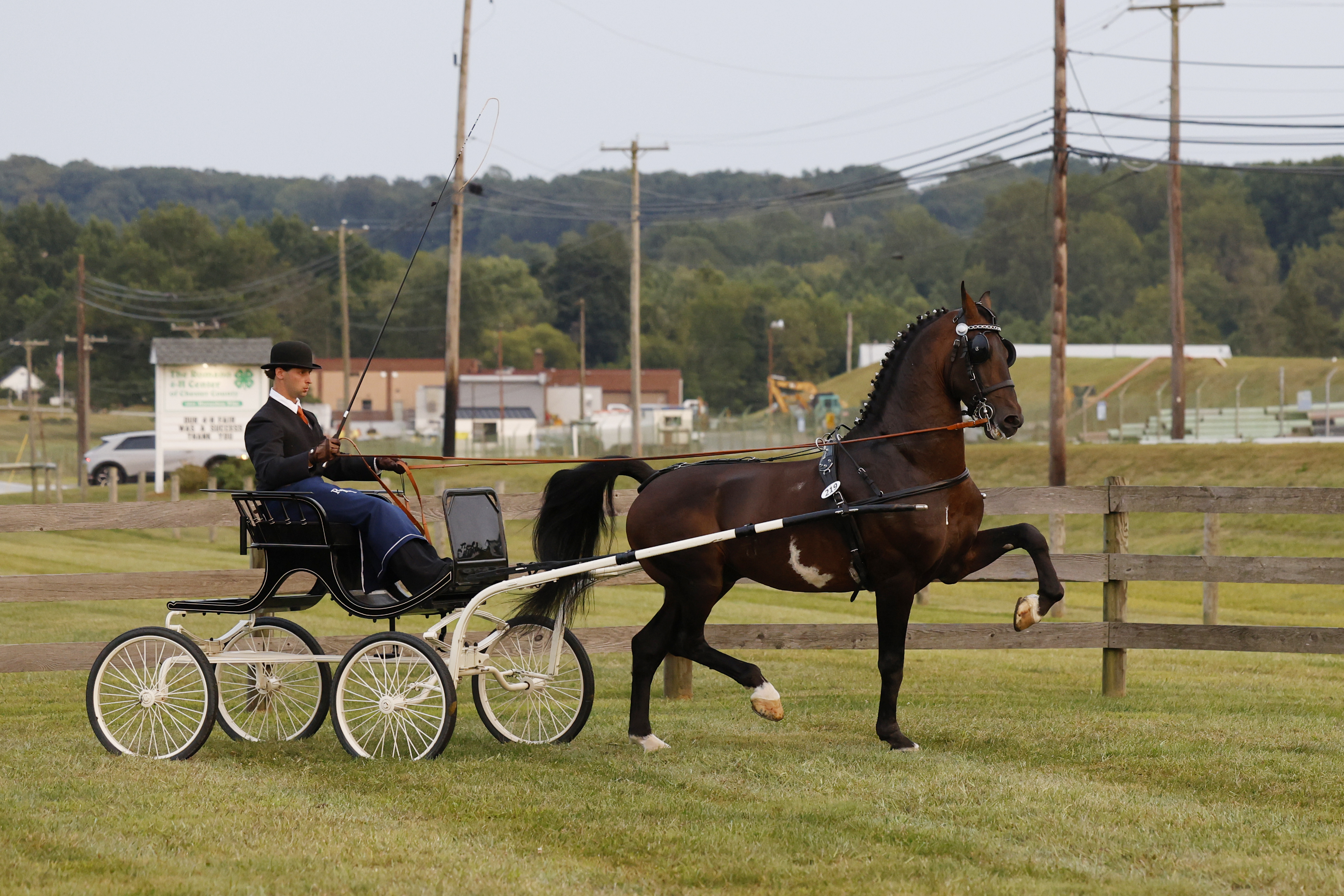 Friday Fine Harness Stallions & Geldings