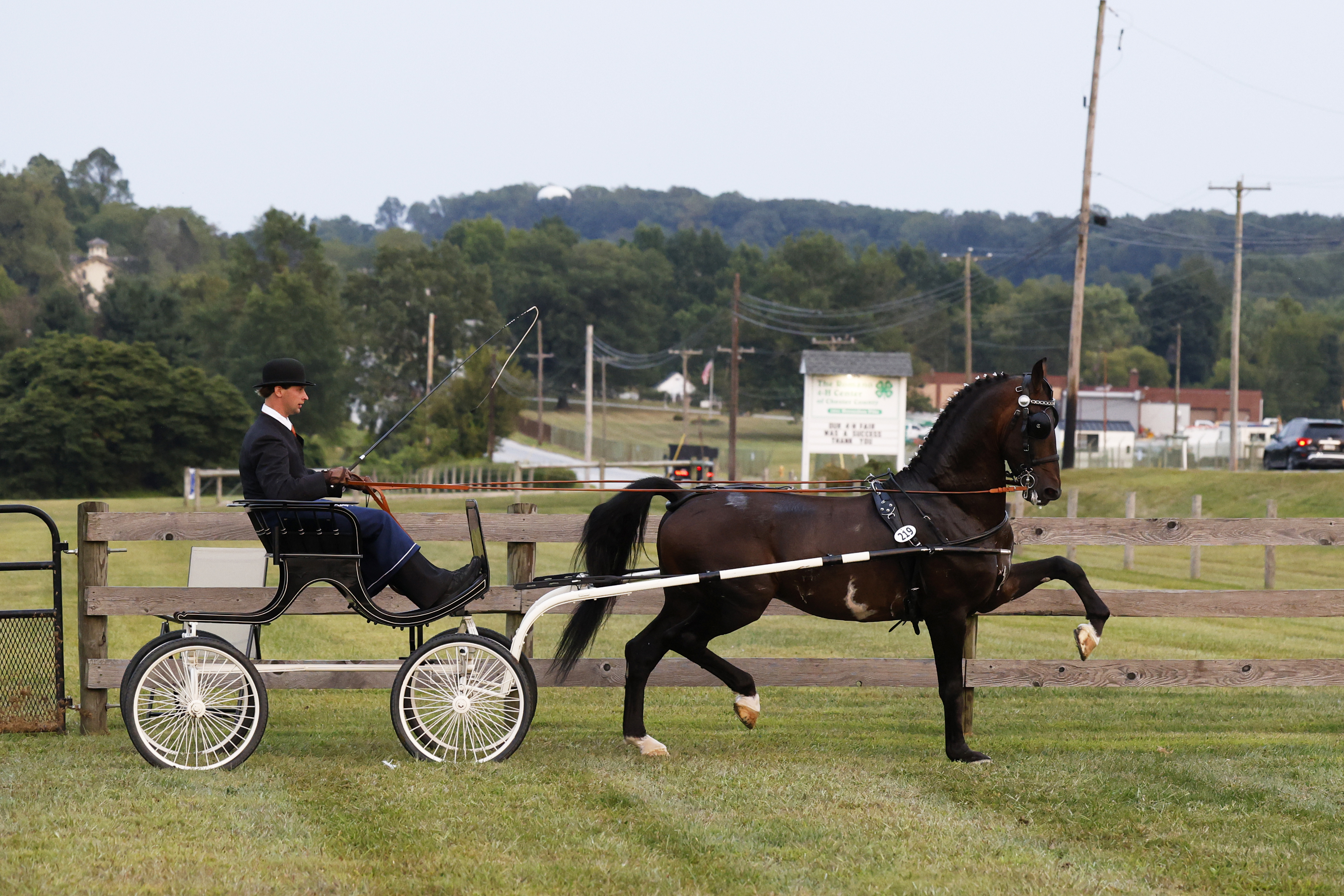 Friday Fine Harness Stallions & Geldings