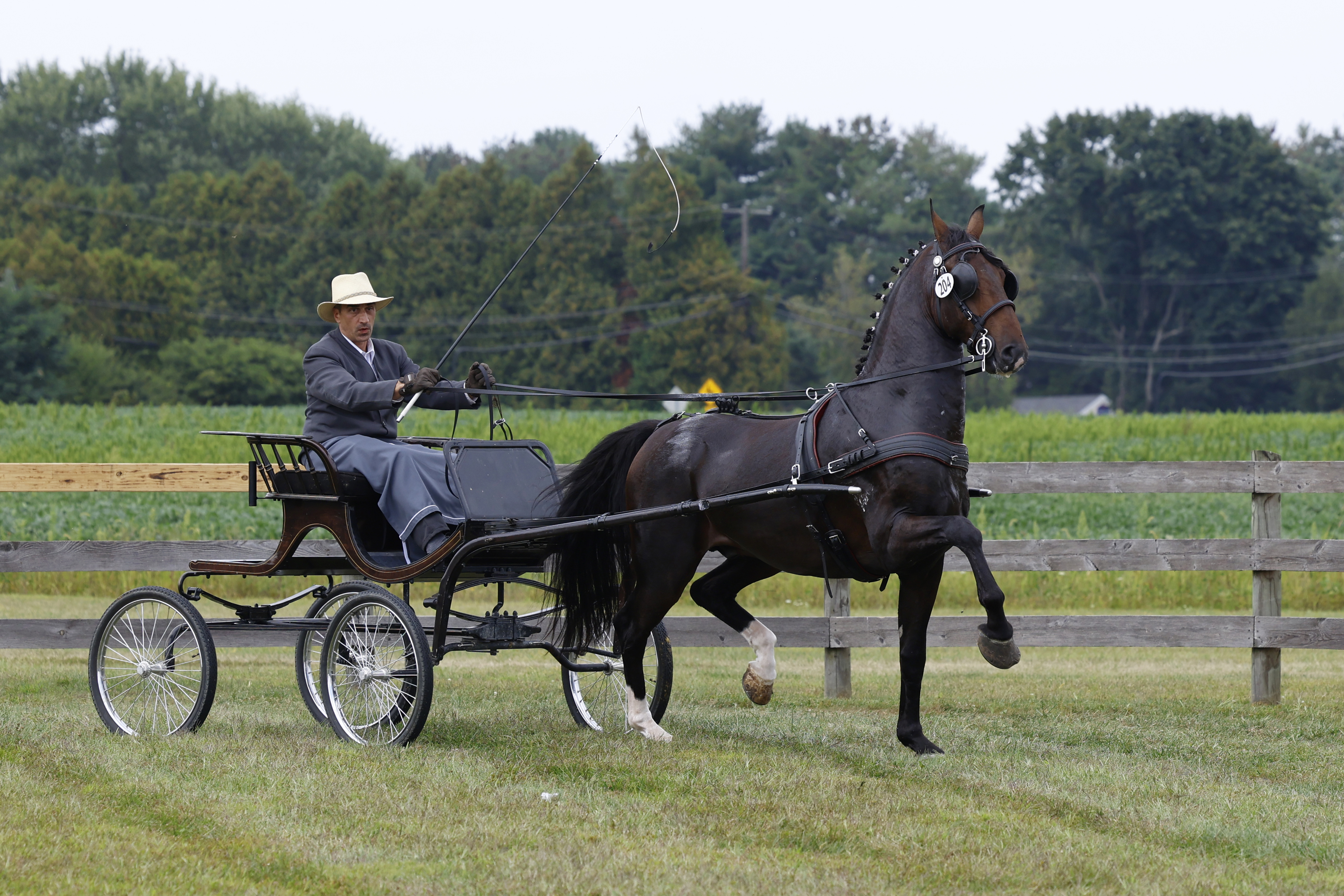 Saturday Fine Harness Cup Stallions & Geldings