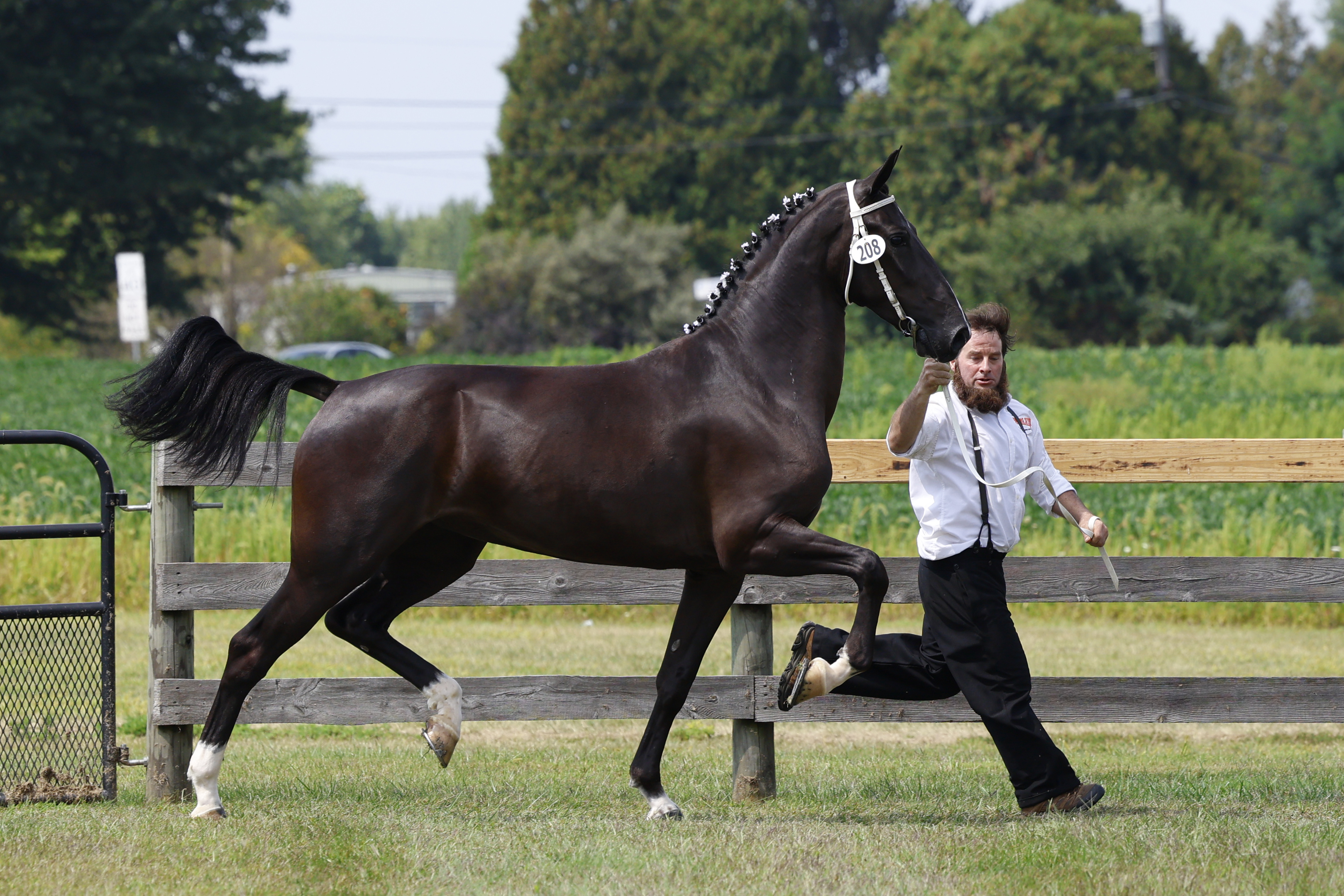 Saturday Overall In Hand Championship