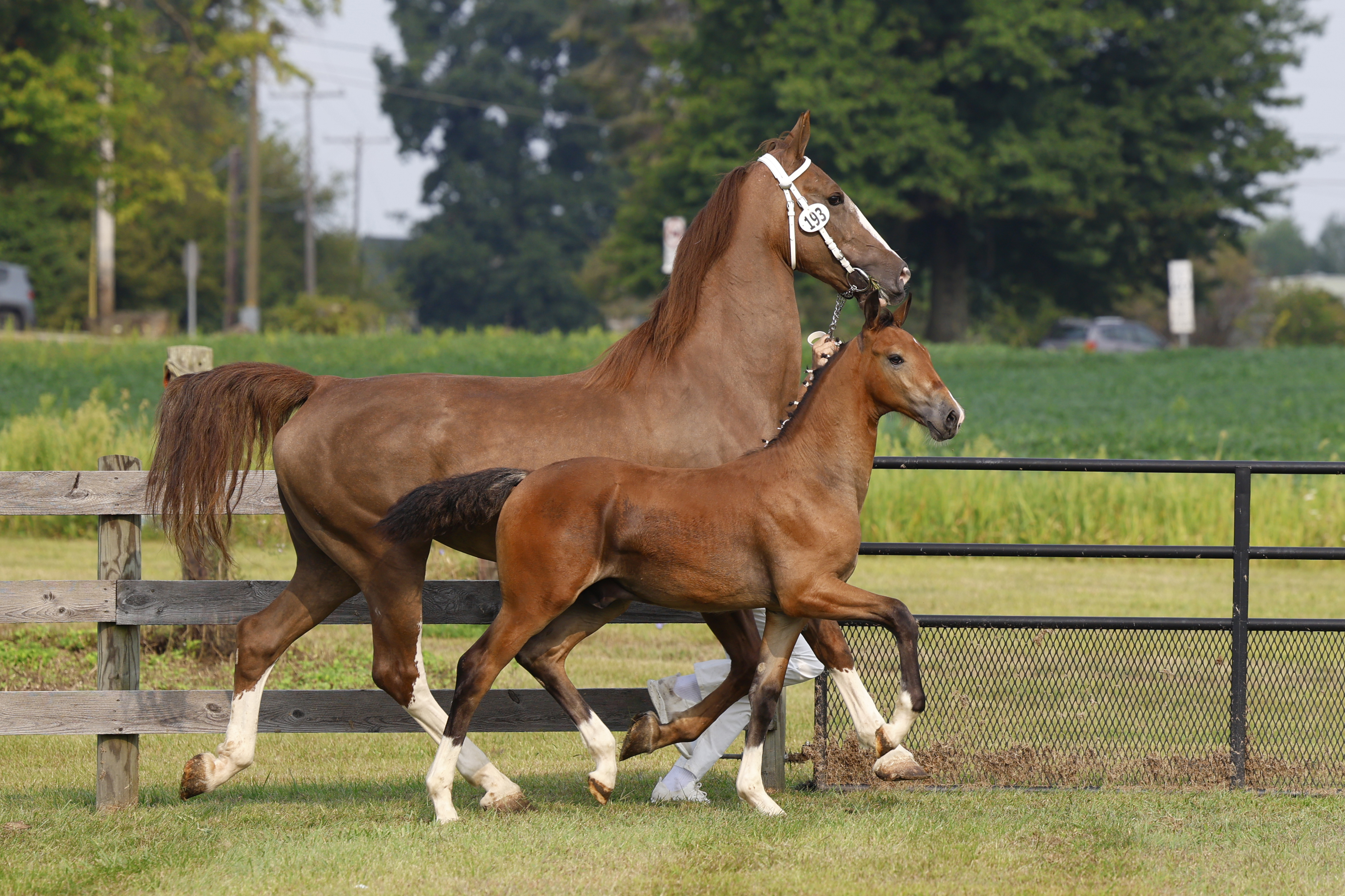 Saturday Weanling Colts