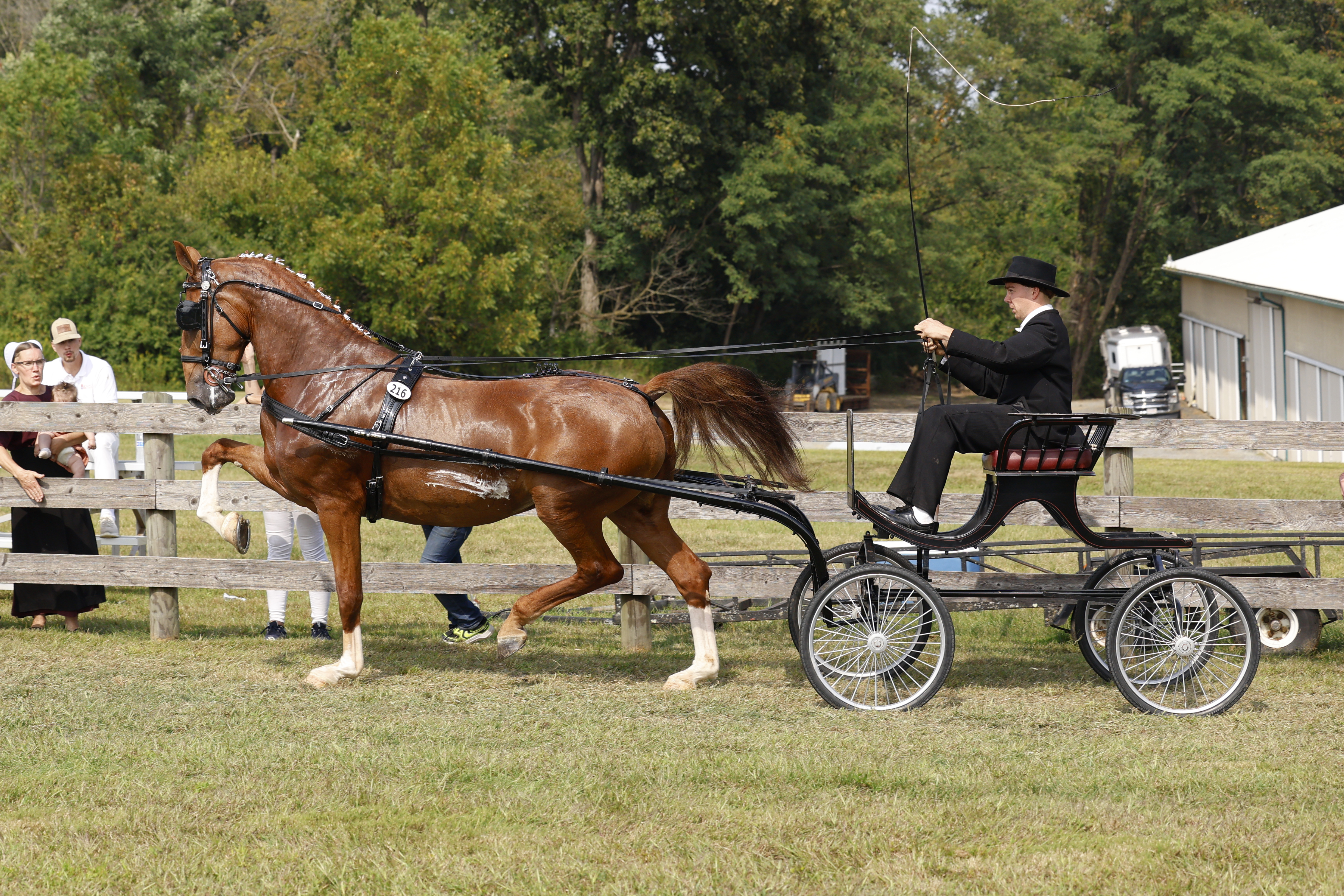 Saturday Fine Harness Cup Mares
