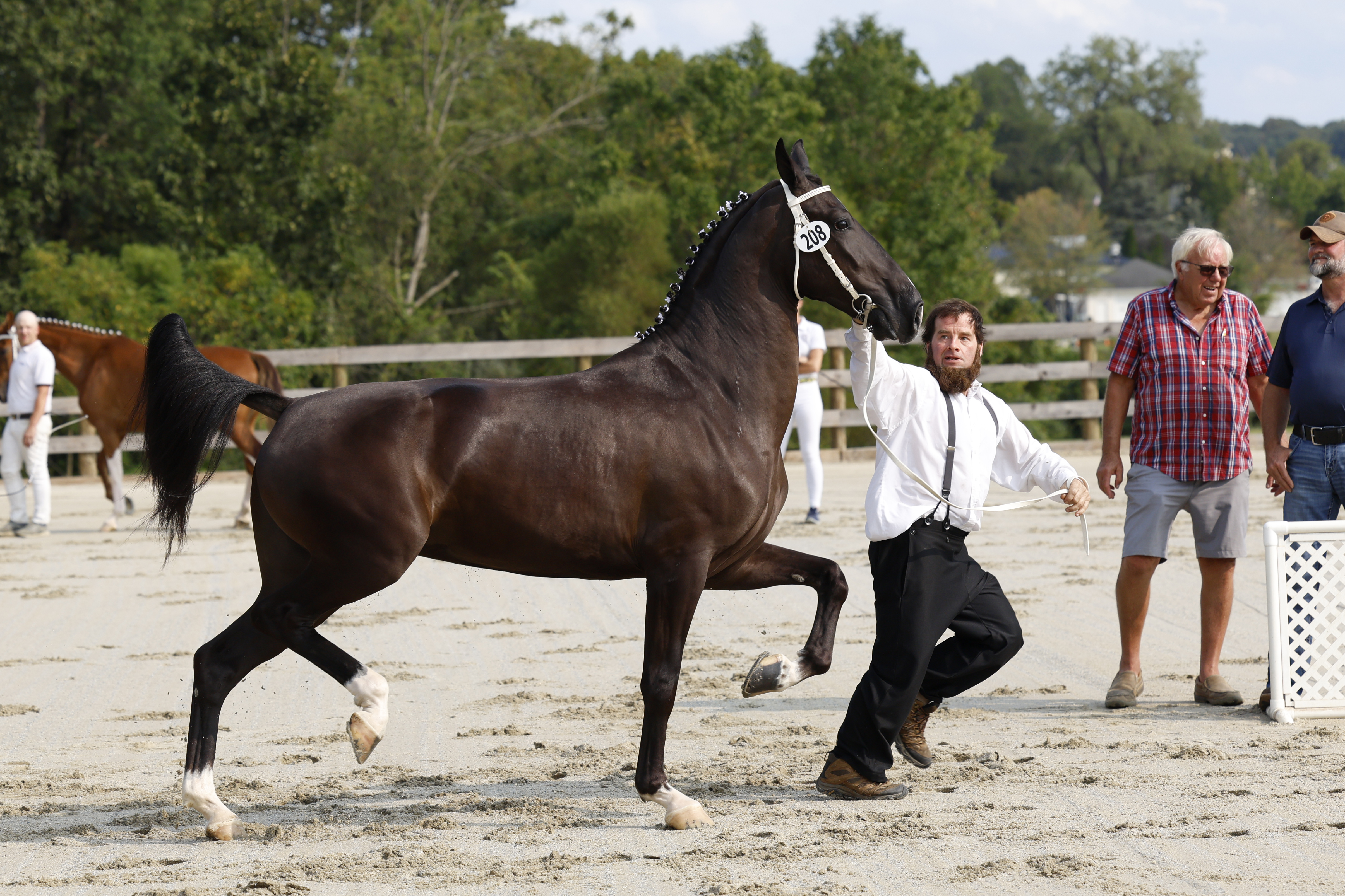 3 Year Old and Older Mares in Hand