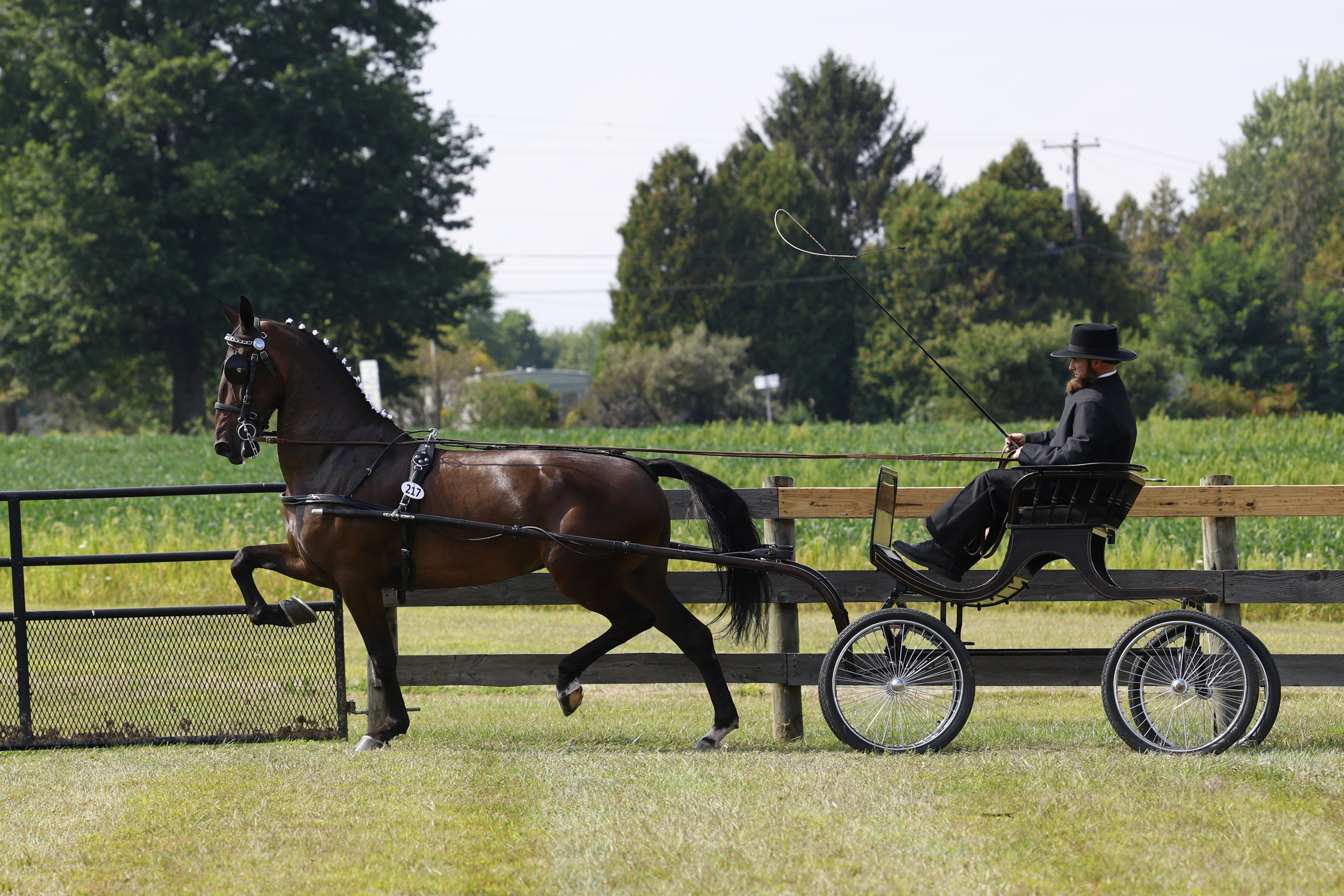 Saturday Fine Harness Cup Mares