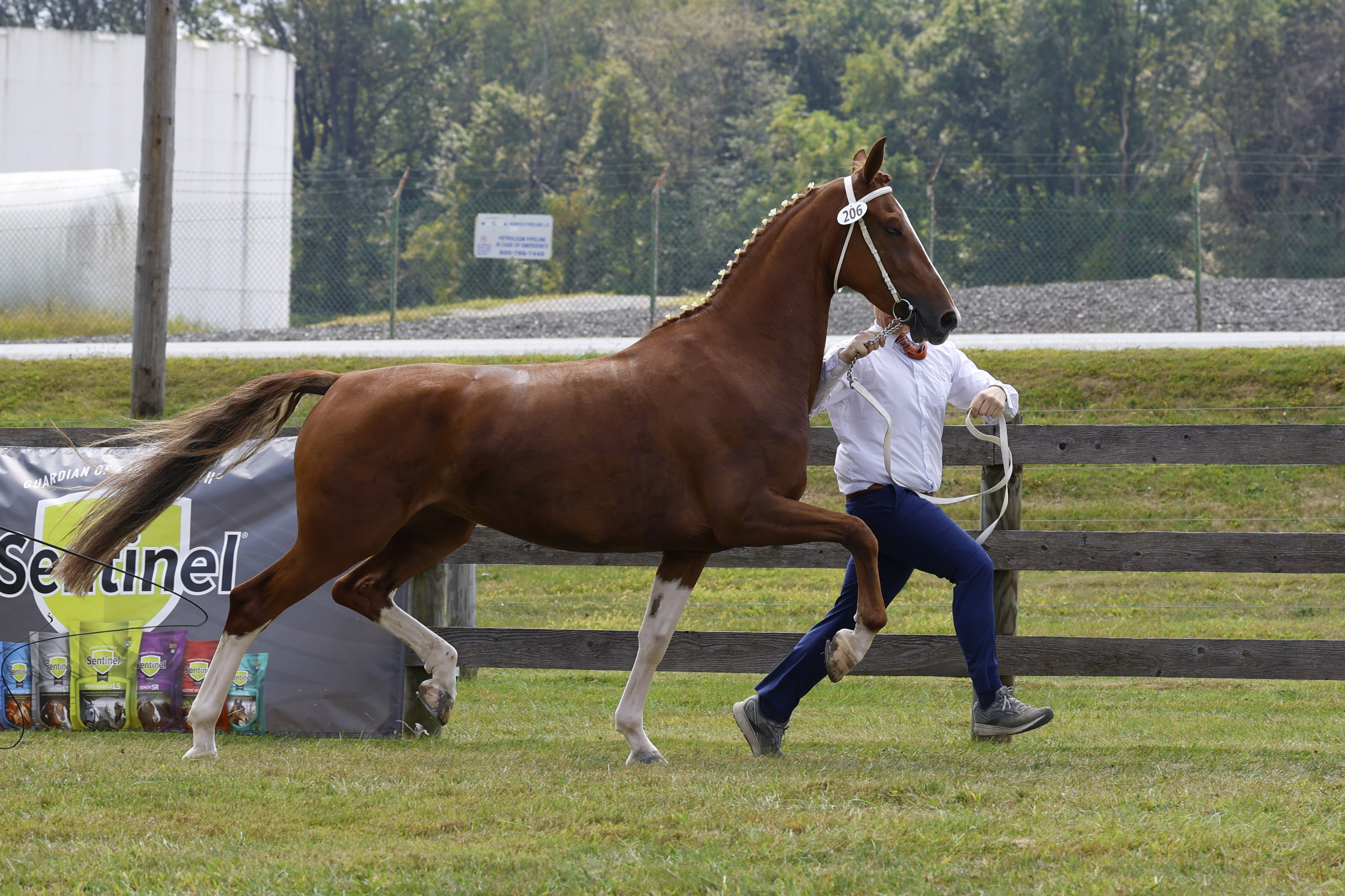 Saturday Overall In Hand Championship