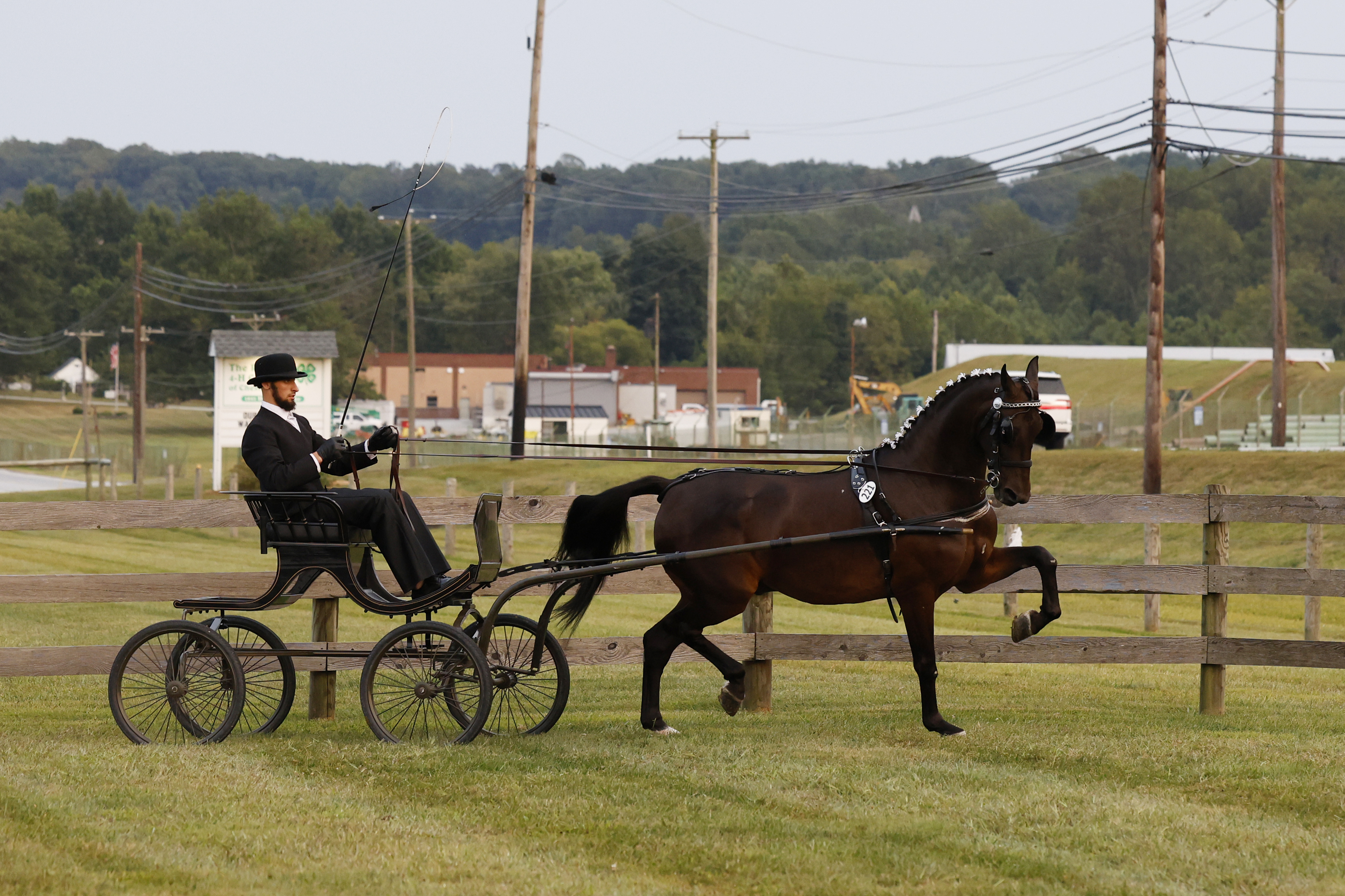 Friday Fine Harness Stallions & Geldings