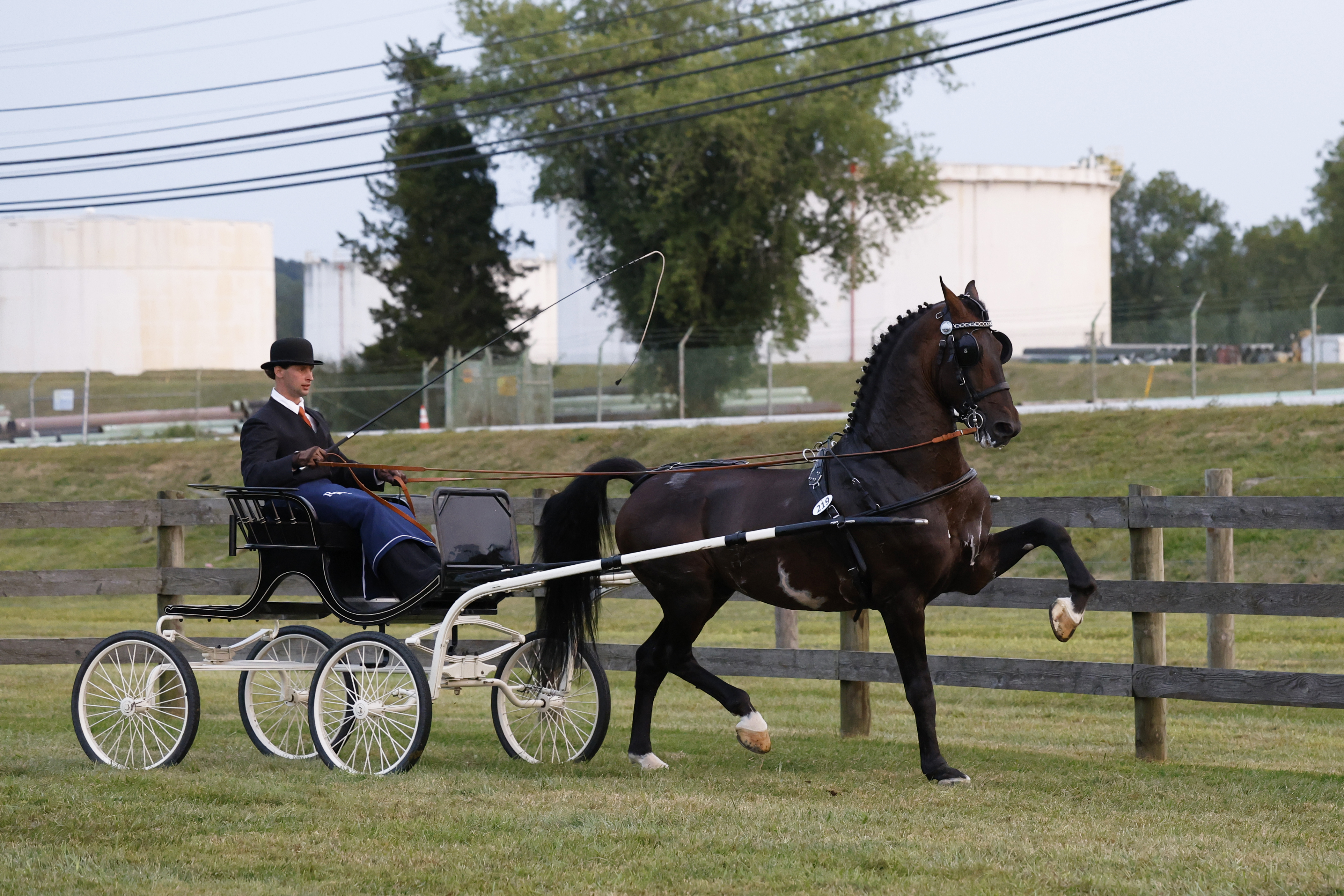 Friday Fine Harness Stallions & Geldings