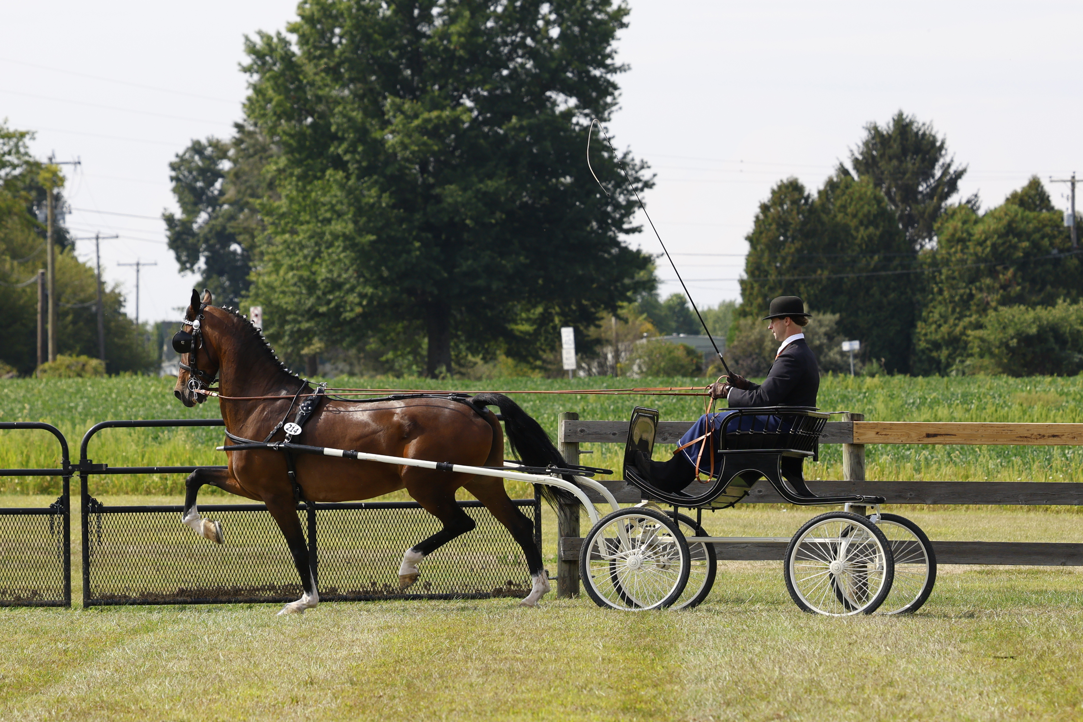 Saturday Fine Harness Cup Mares