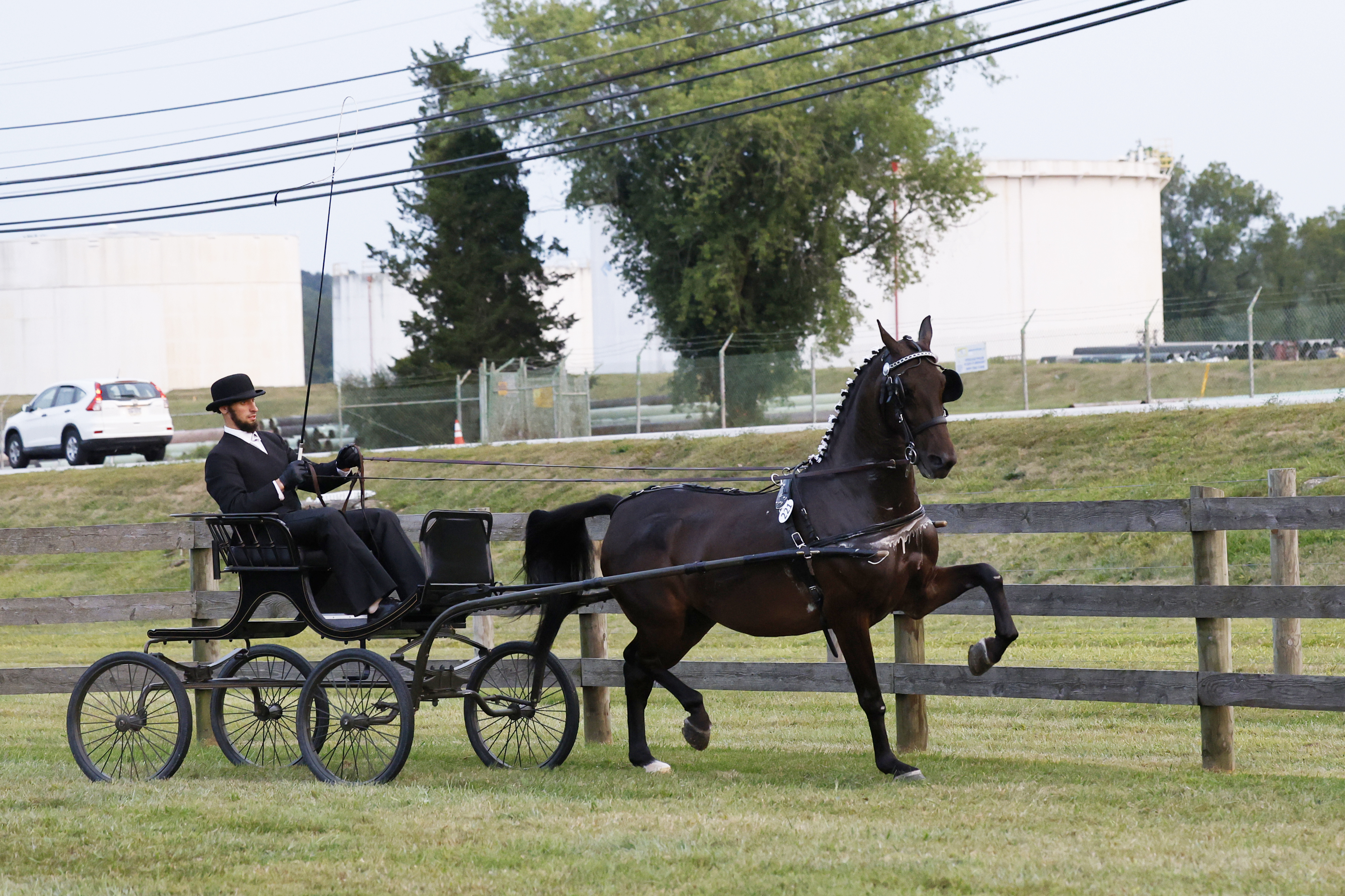 Friday Fine Harness Stallions & Geldings