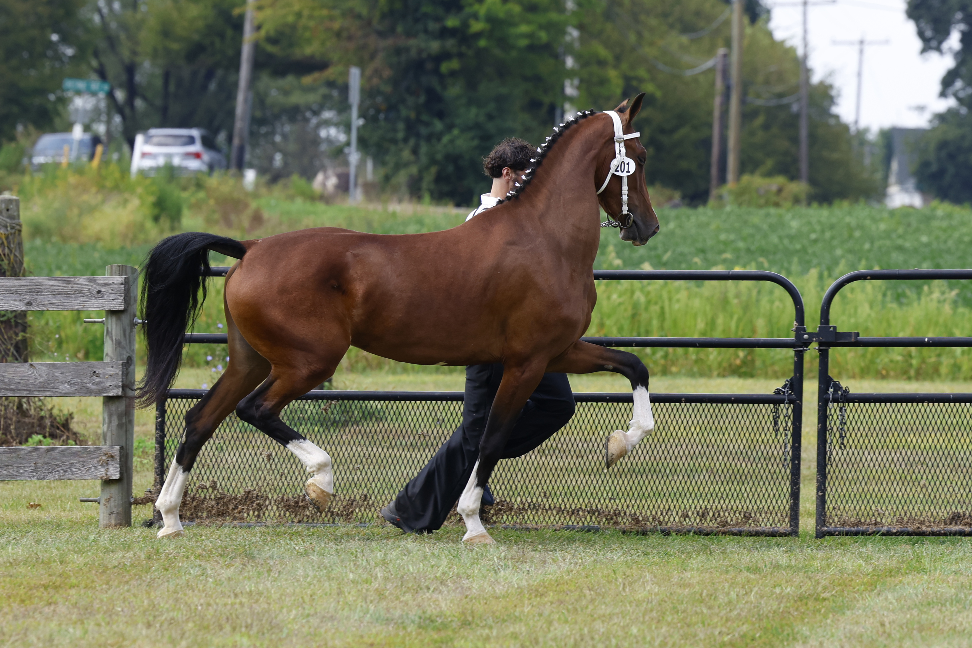 Saturday Overall In Hand Championship