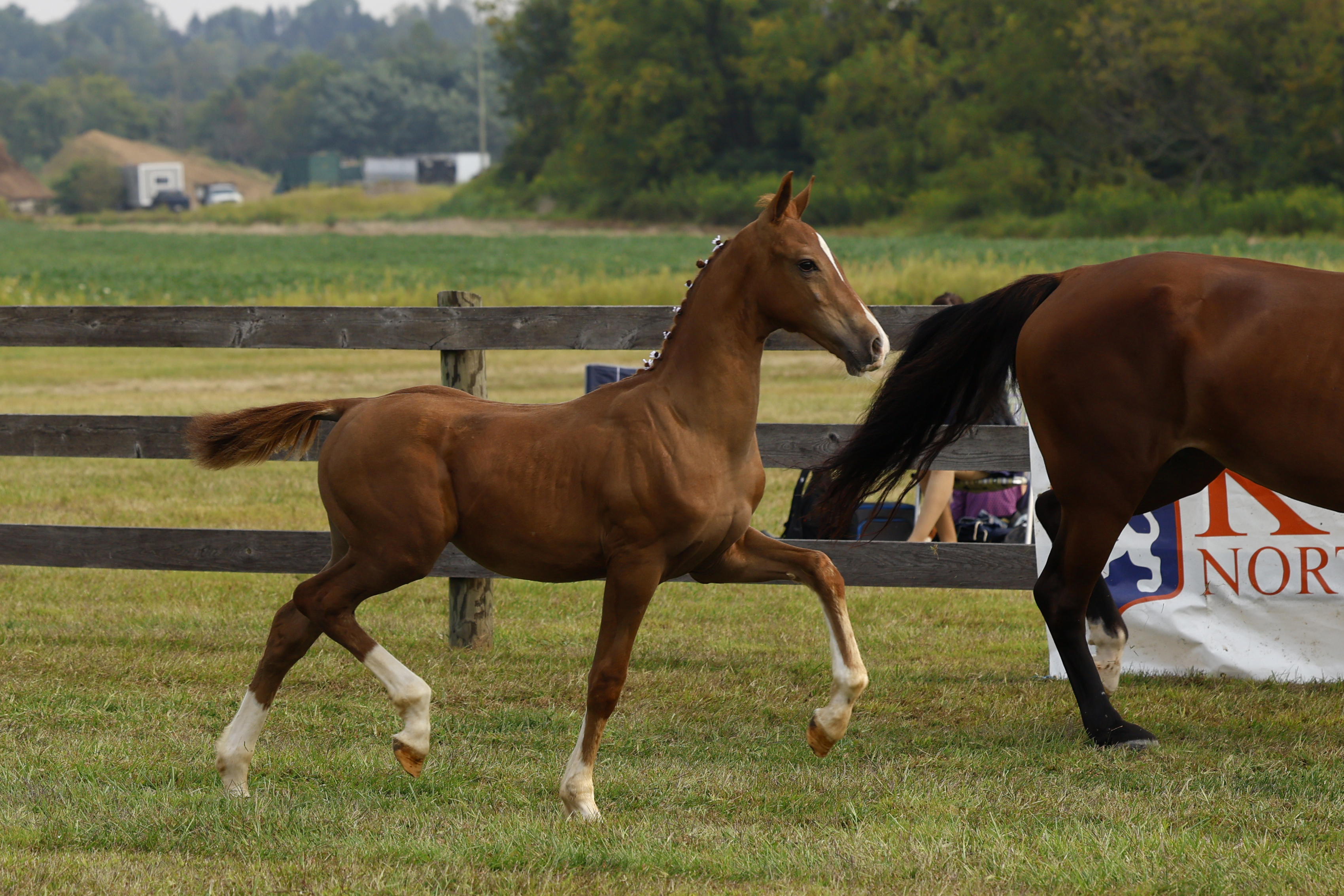 Saturday Weanling Colts