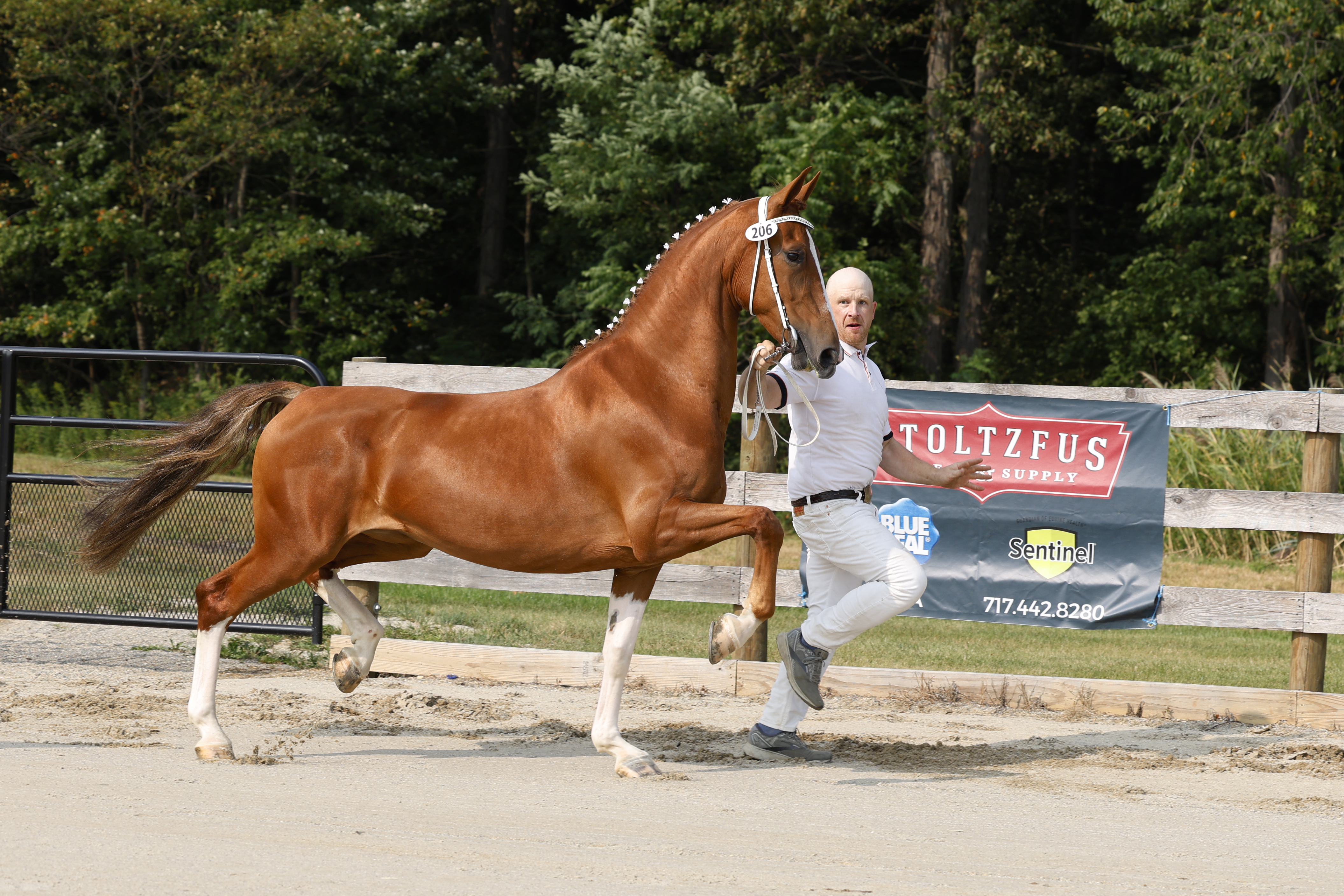 3 Year Old and Older Mares in Hand