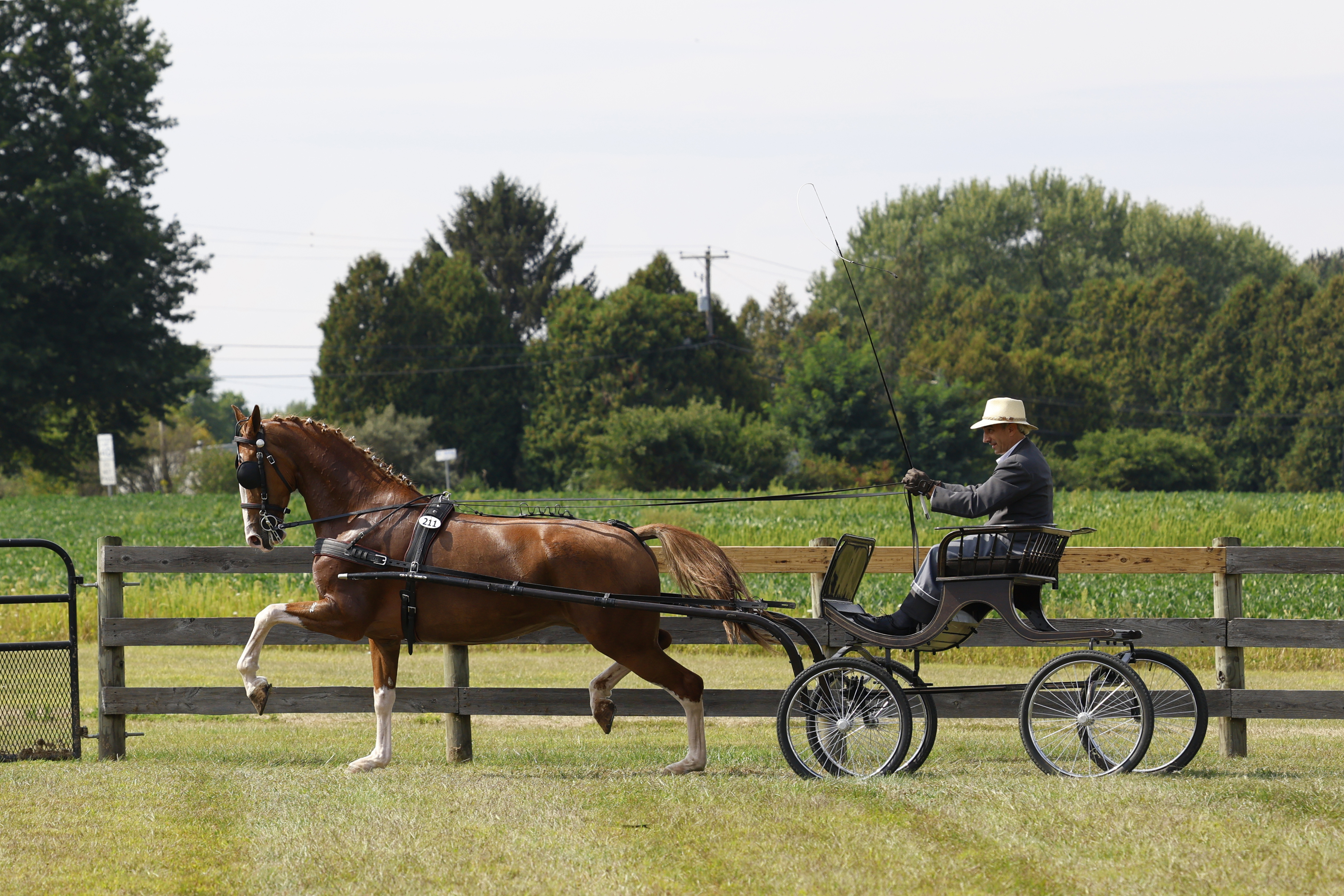 Saturday Fine Harness Cup Mares